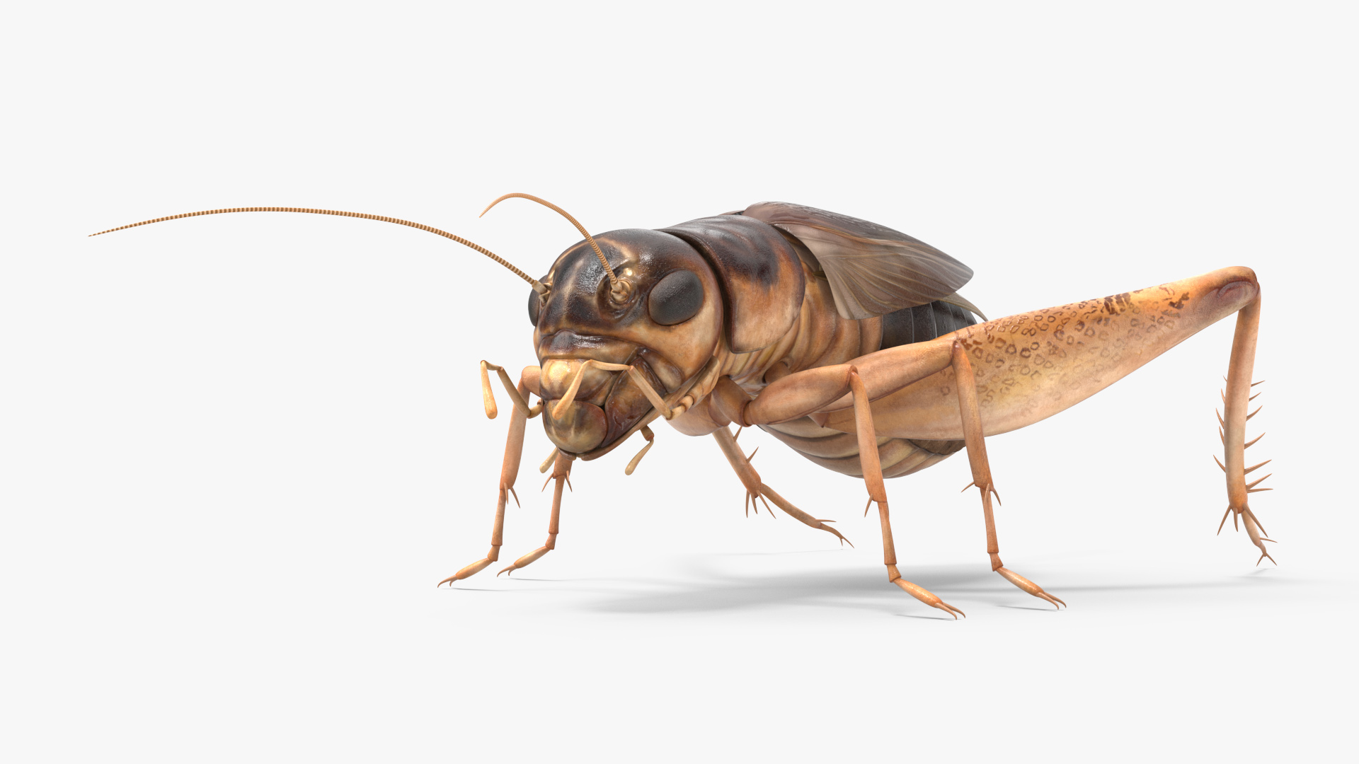 Gryllinae 3D model