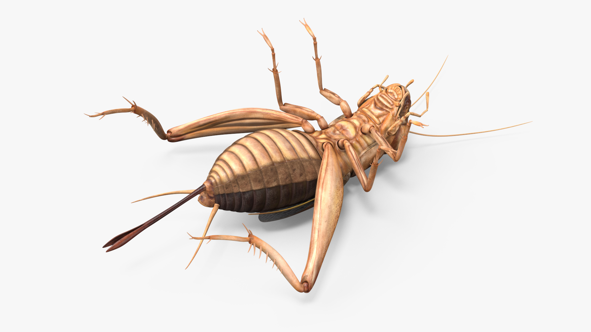 Gryllinae 3D model