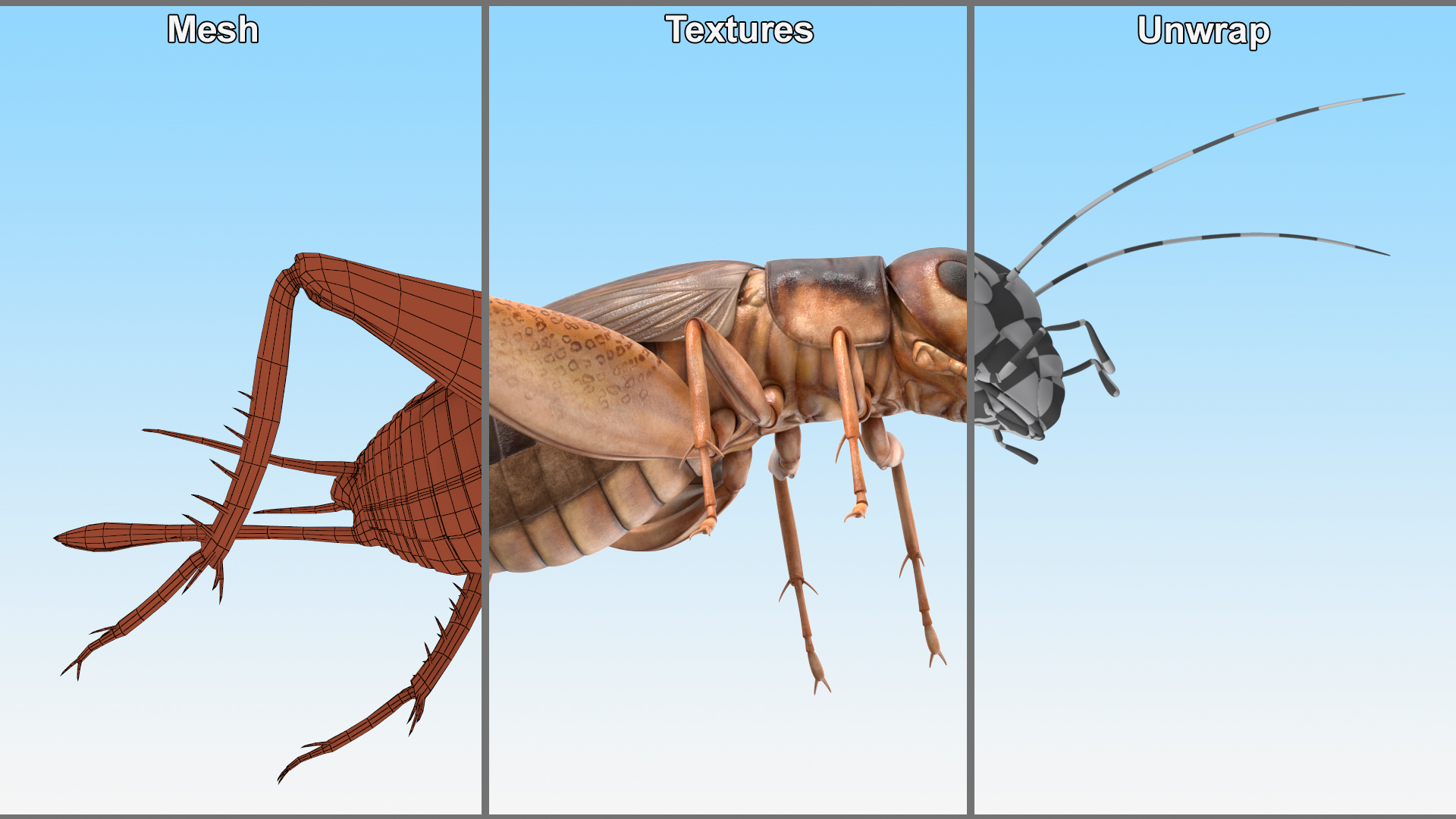 Gryllinae 3D model