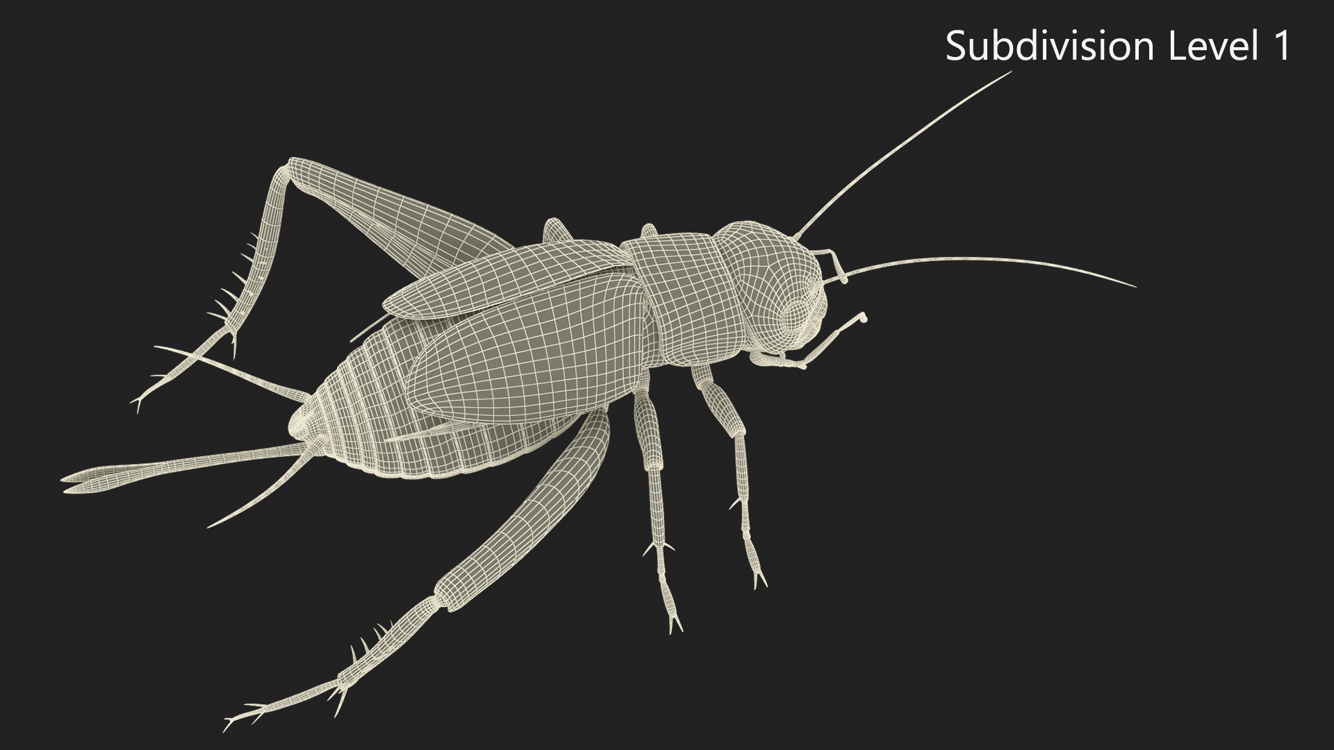 Gryllinae 3D model