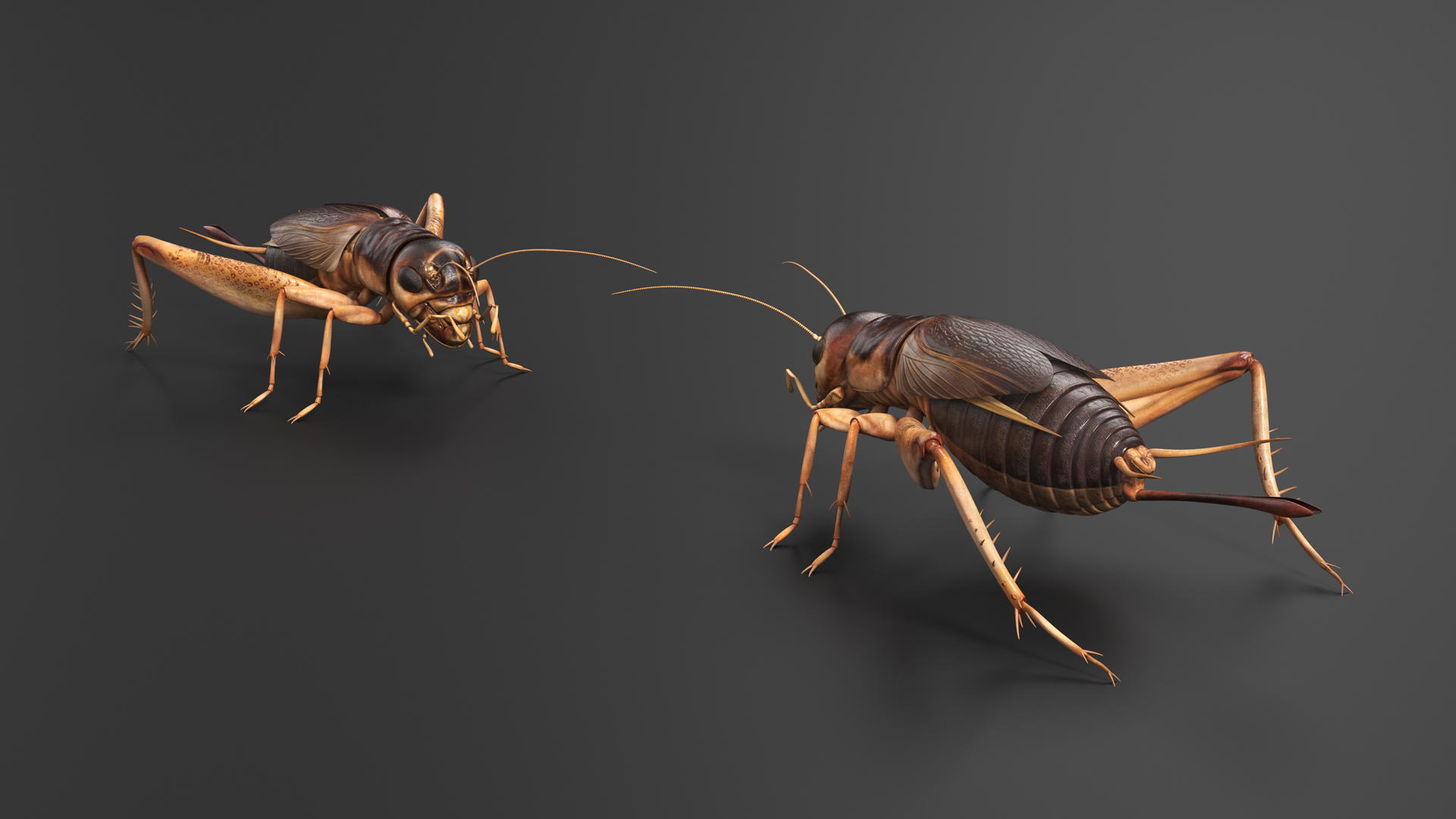 Gryllinae 3D model