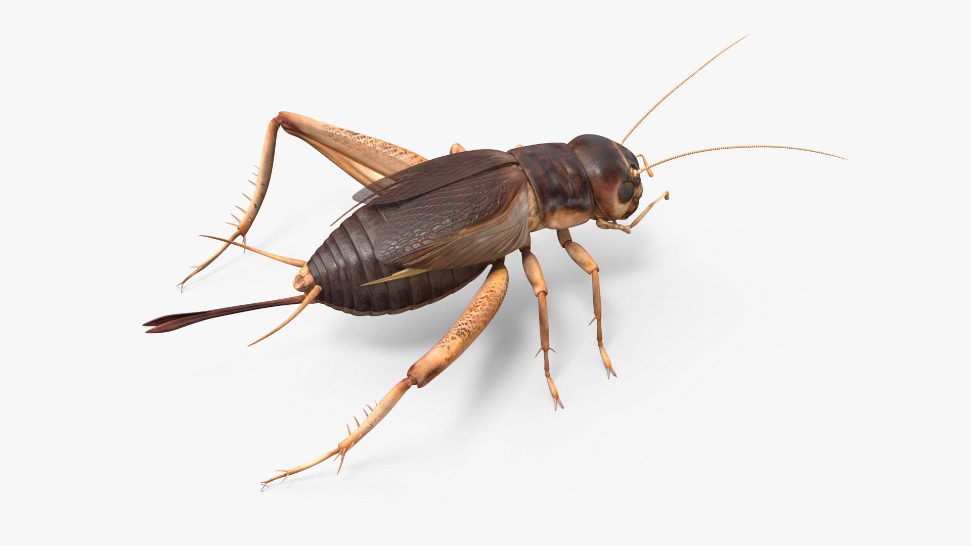 Gryllinae 3D model