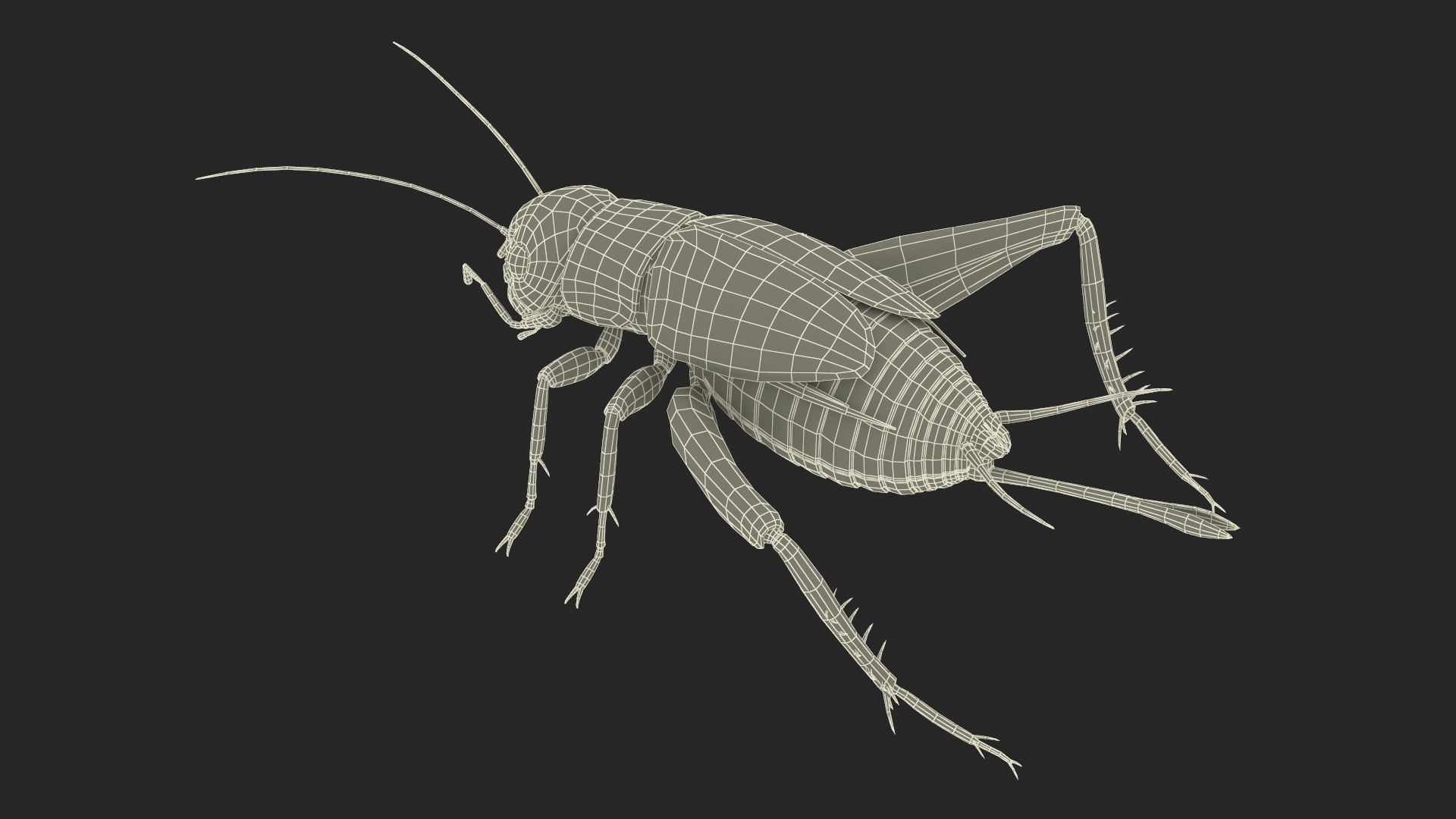 Gryllinae 3D model
