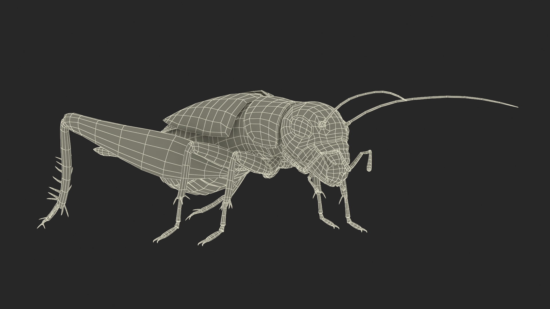 Gryllinae 3D model