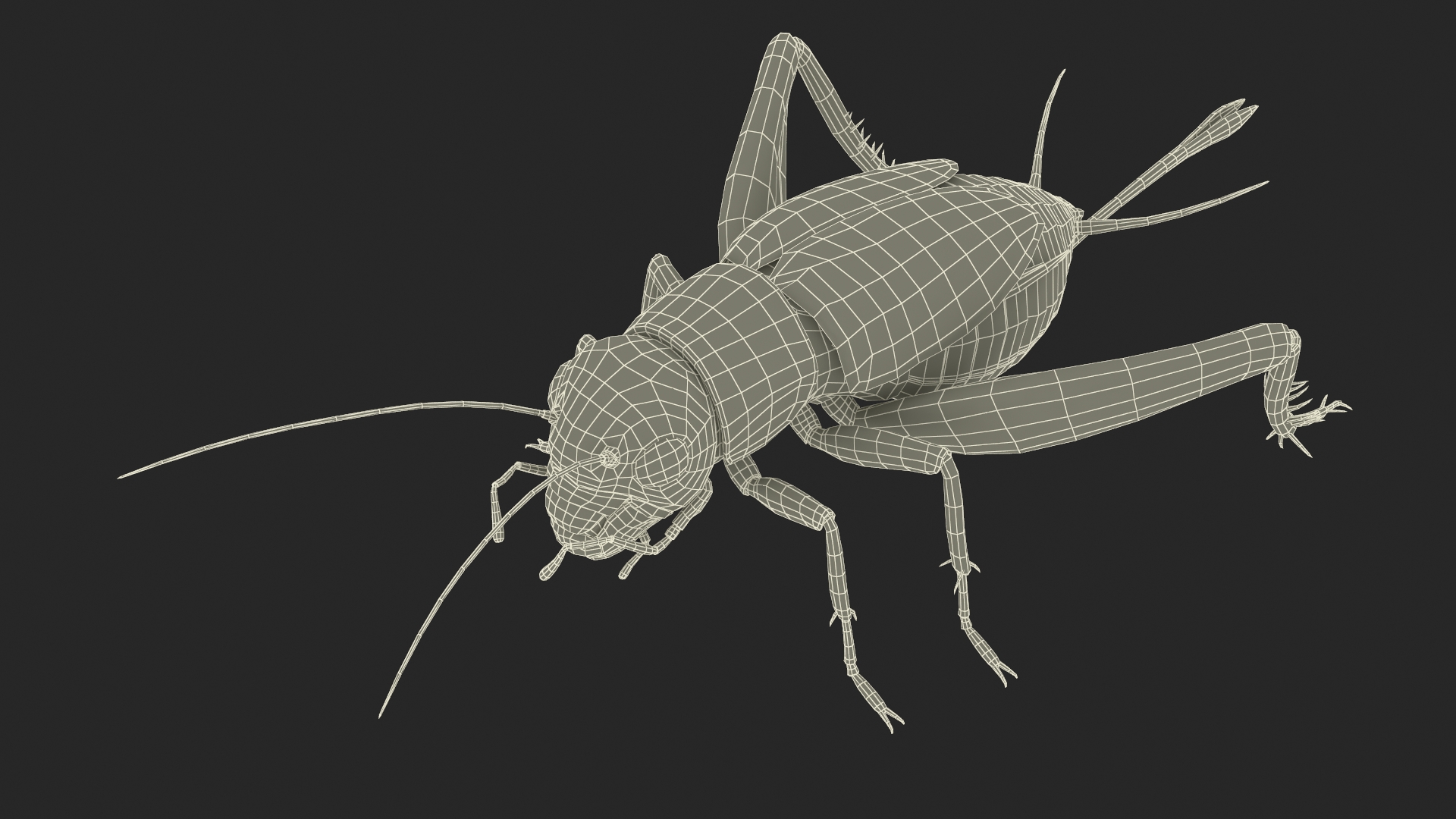 Gryllinae 3D model