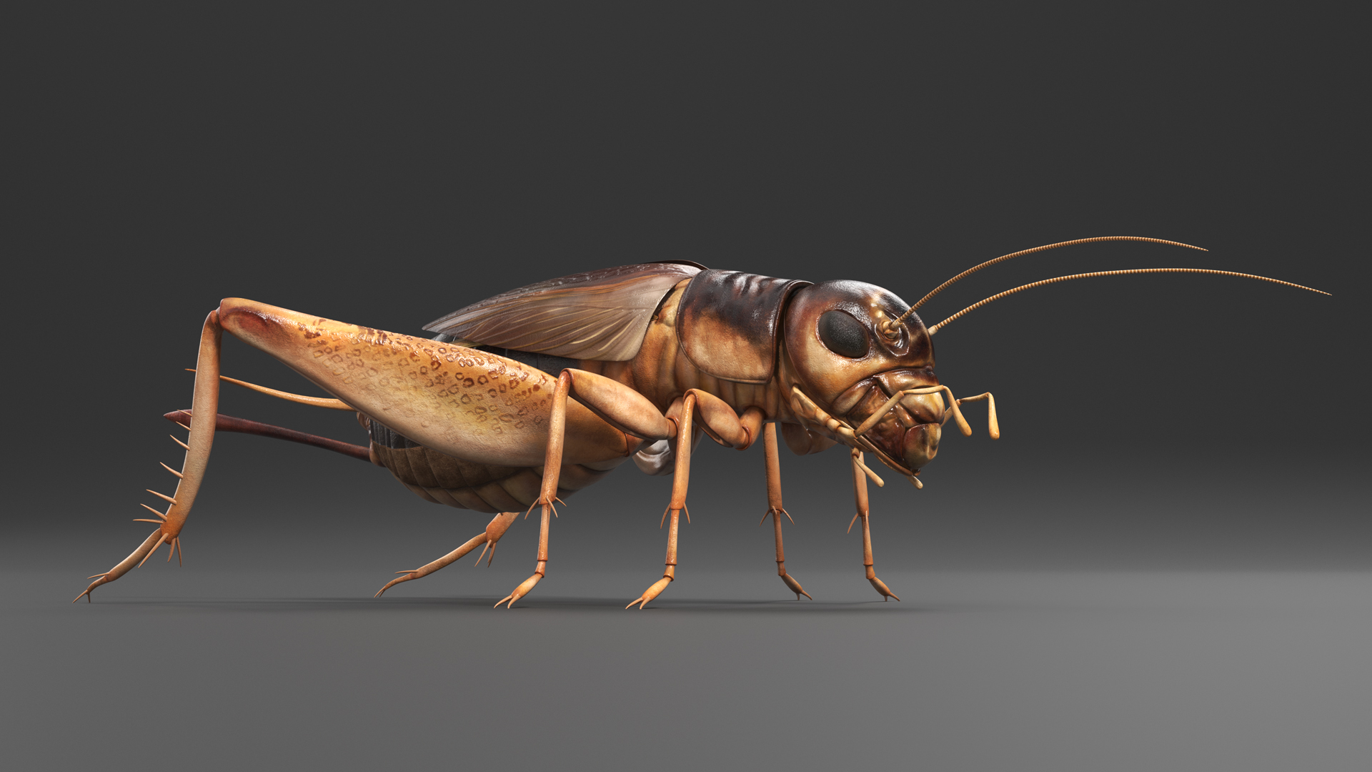 Gryllinae 3D model