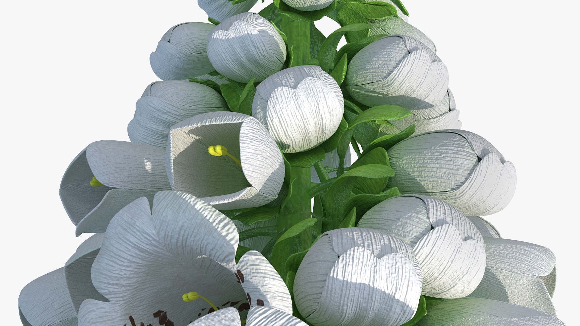 Digitalis Foxglove Alba White 3D model