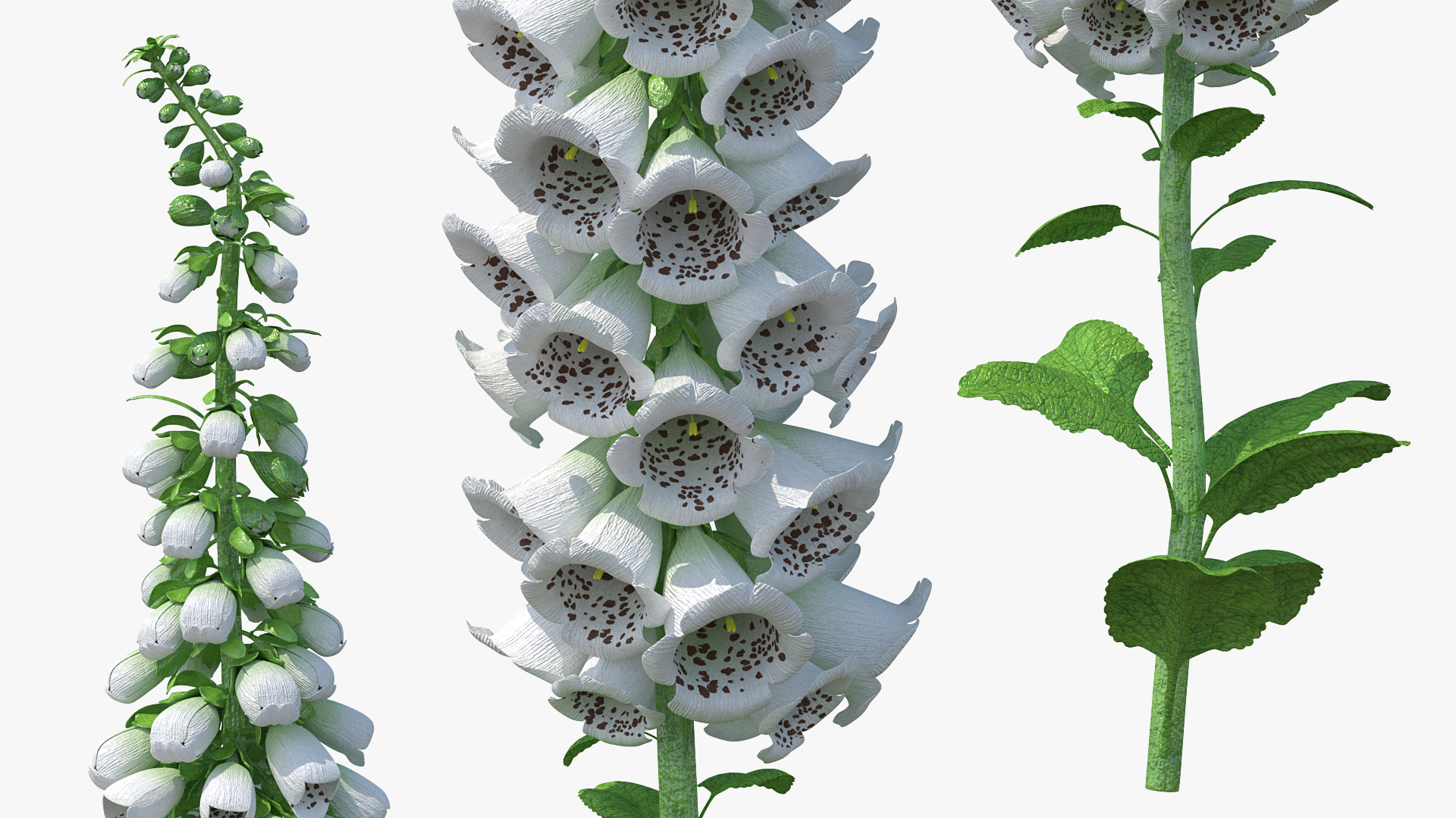 Digitalis Foxglove Alba White 3D model