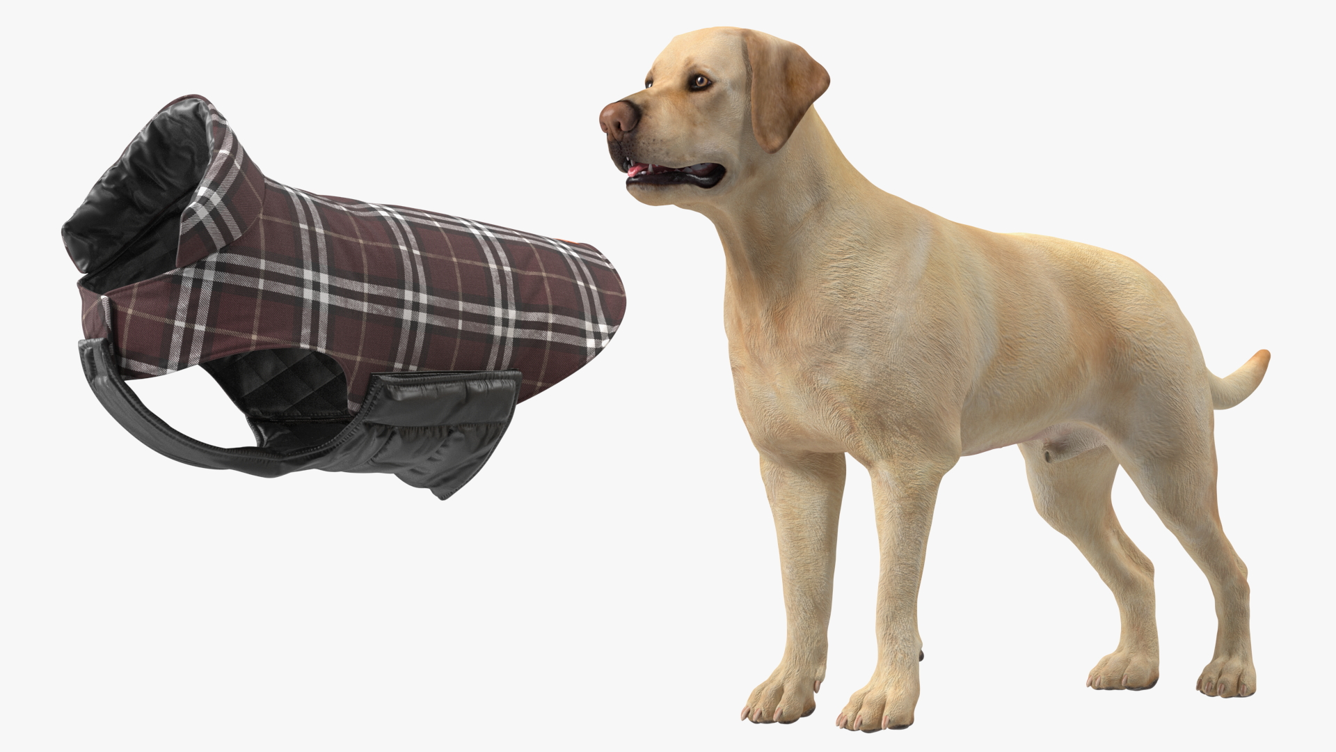 Labrador Wearing Brown Coat 3D