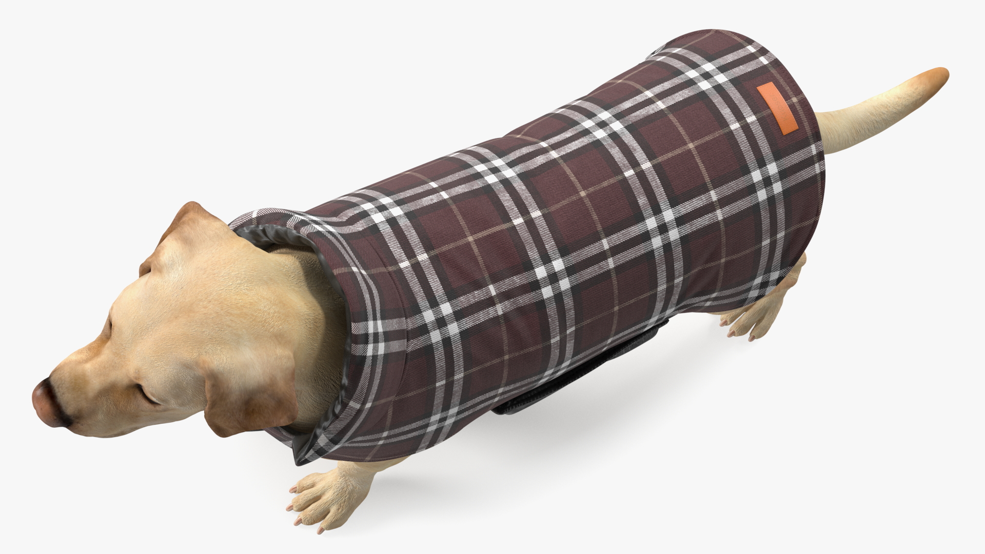 Labrador Wearing Brown Coat 3D