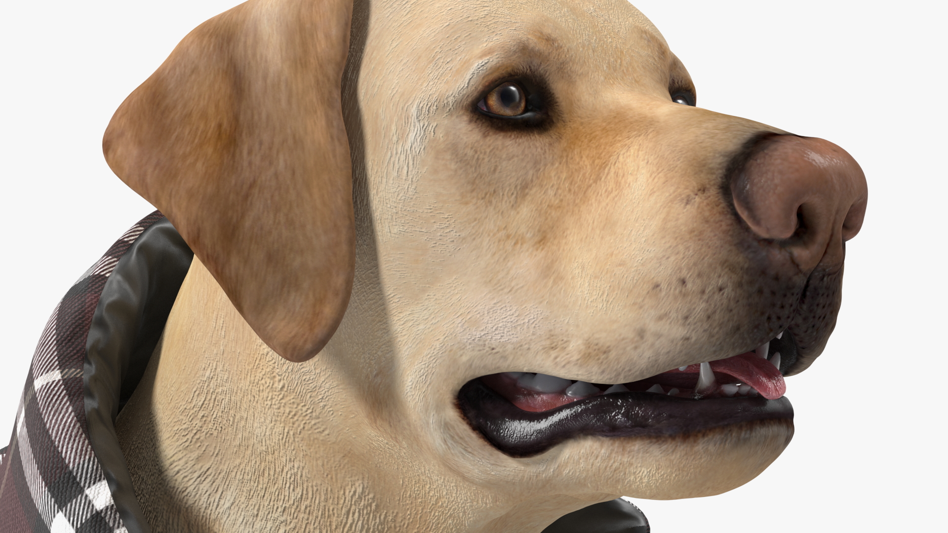 Labrador Wearing Brown Coat 3D