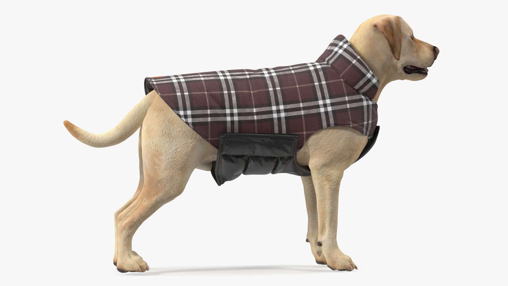 Labrador Wearing Brown Coat 3D