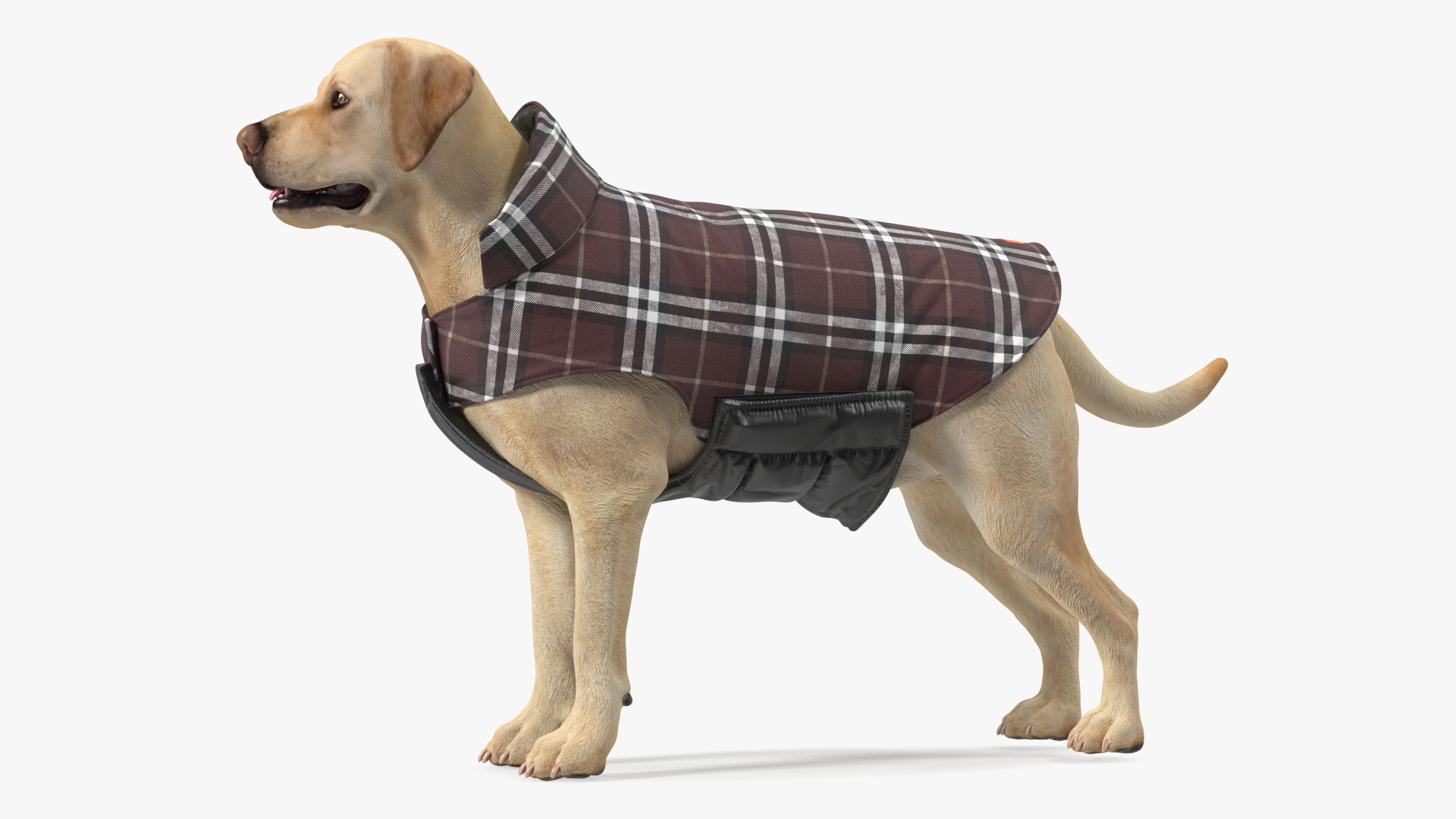 Labrador Wearing Brown Coat 3D