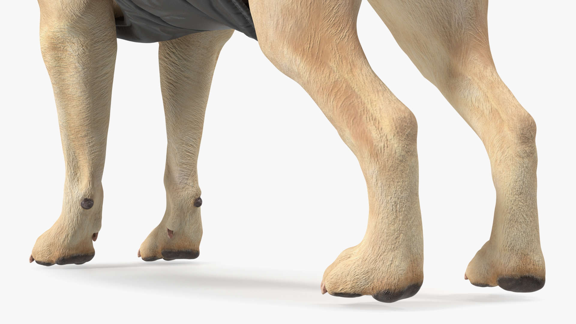 Labrador Wearing Brown Coat 3D