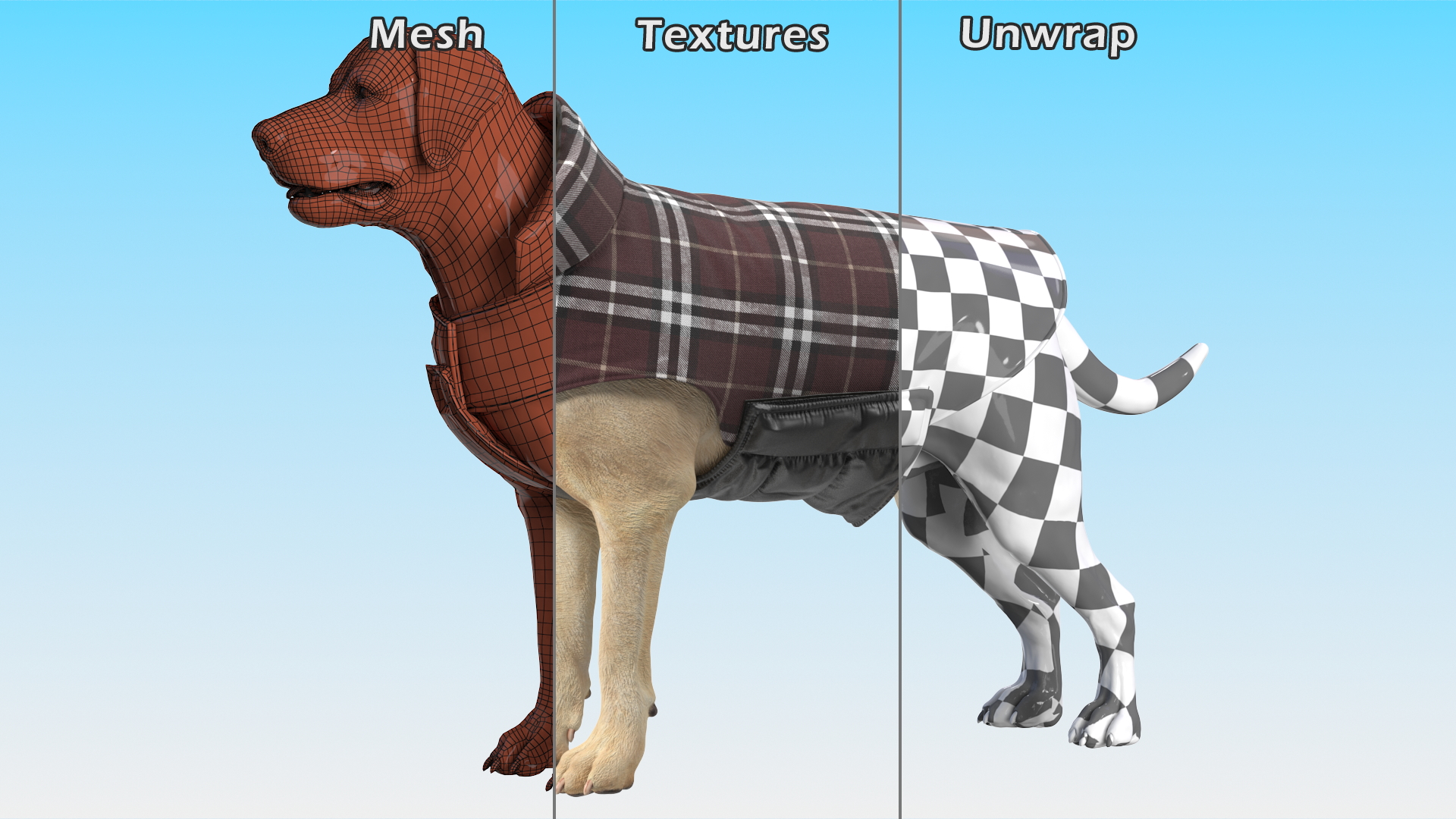 Labrador Wearing Brown Coat 3D