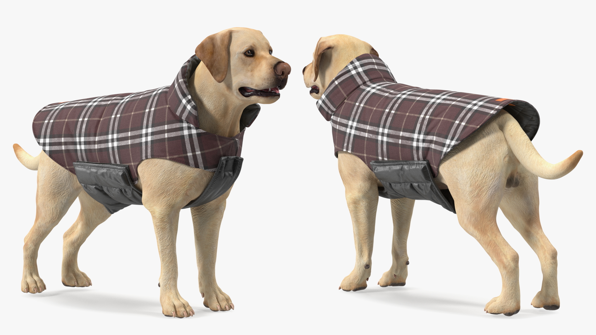 Labrador Wearing Brown Coat 3D
