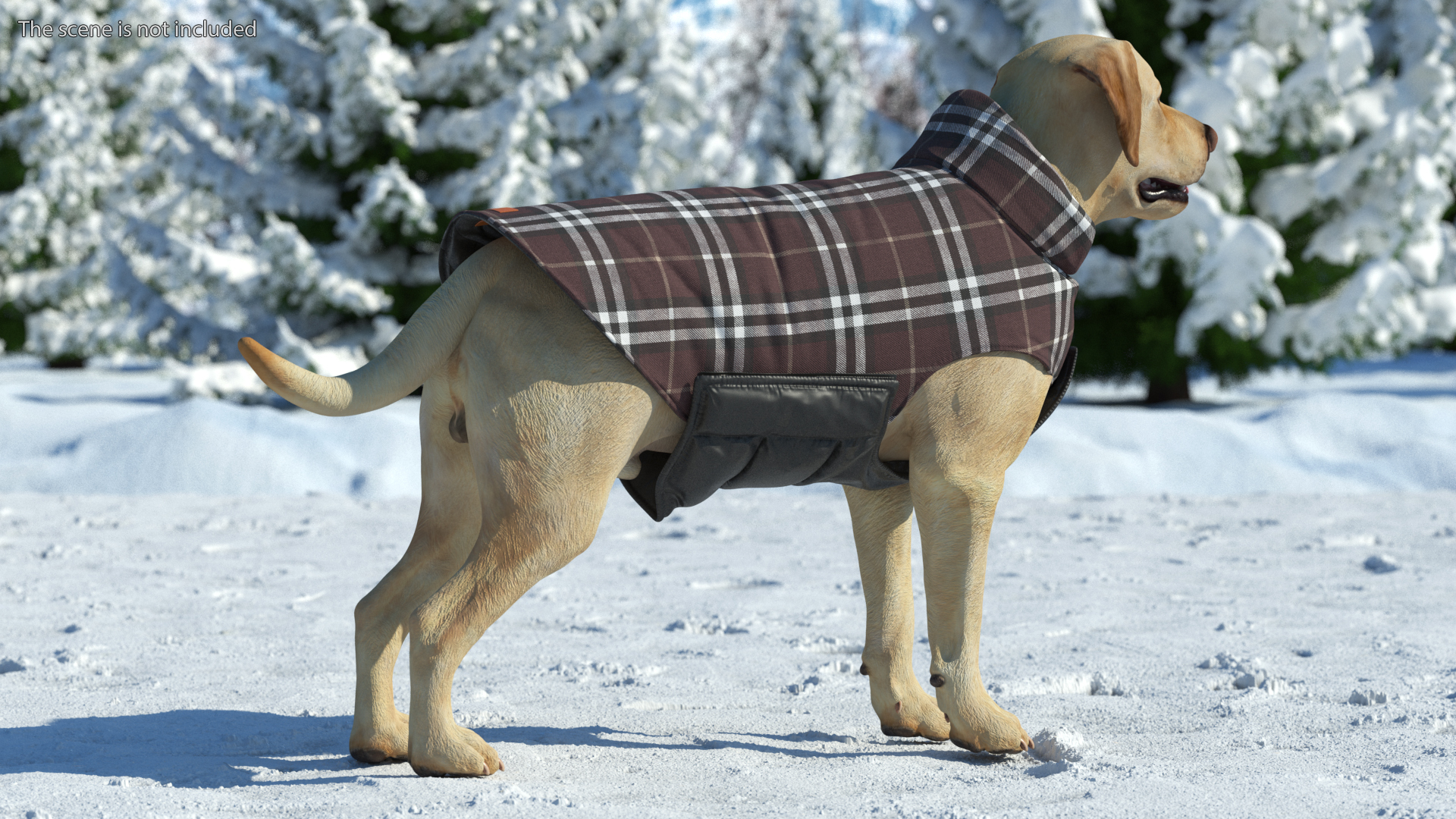 Labrador Wearing Brown Coat 3D