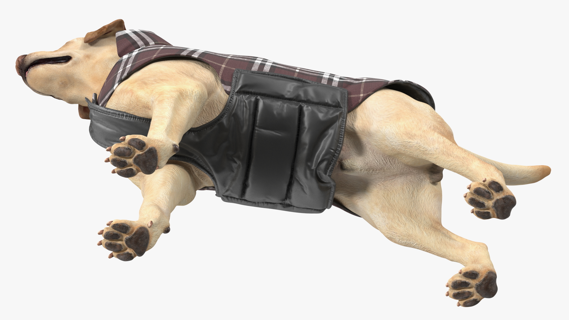 Labrador Wearing Brown Coat 3D