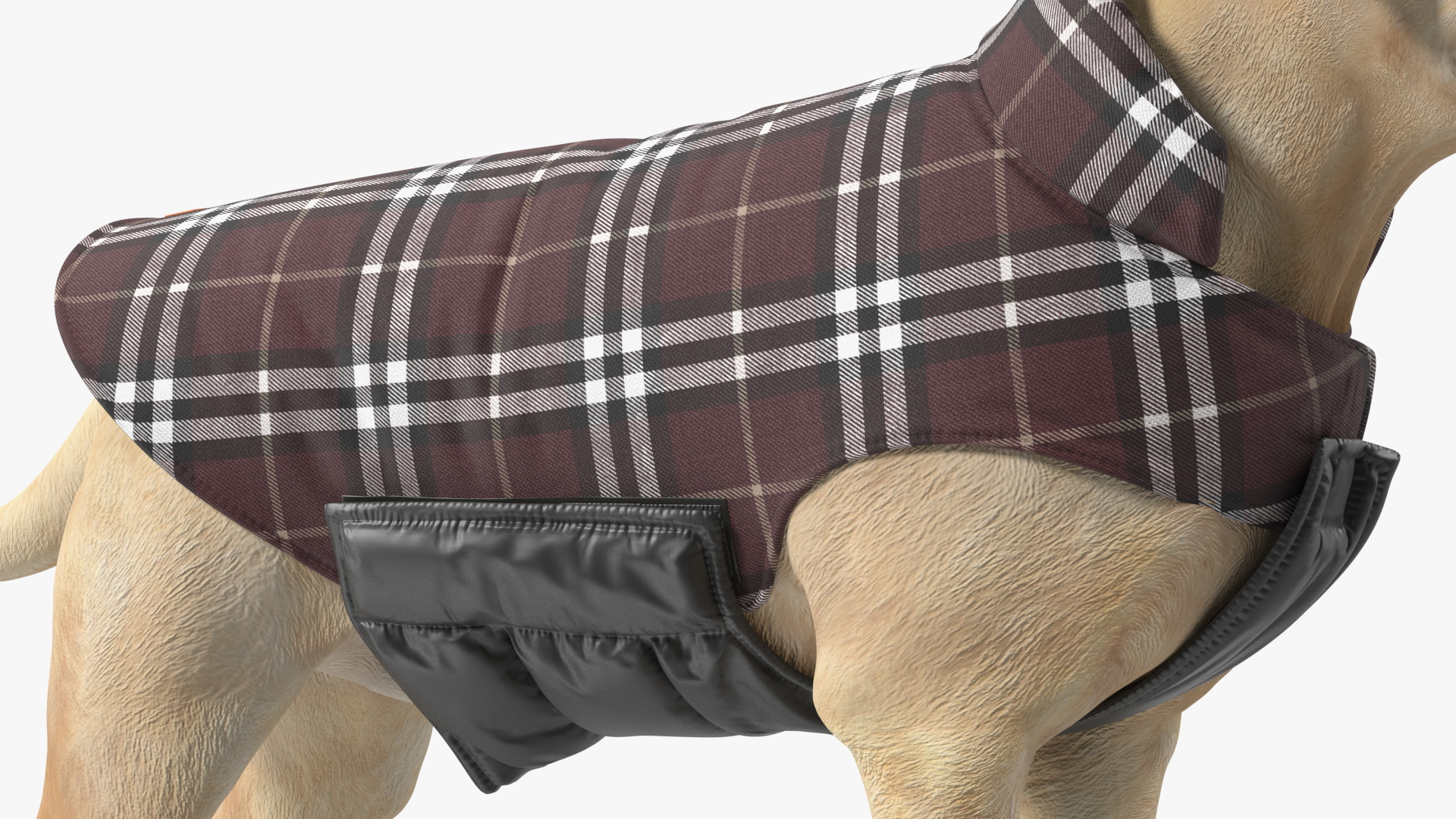 Labrador Wearing Brown Coat 3D