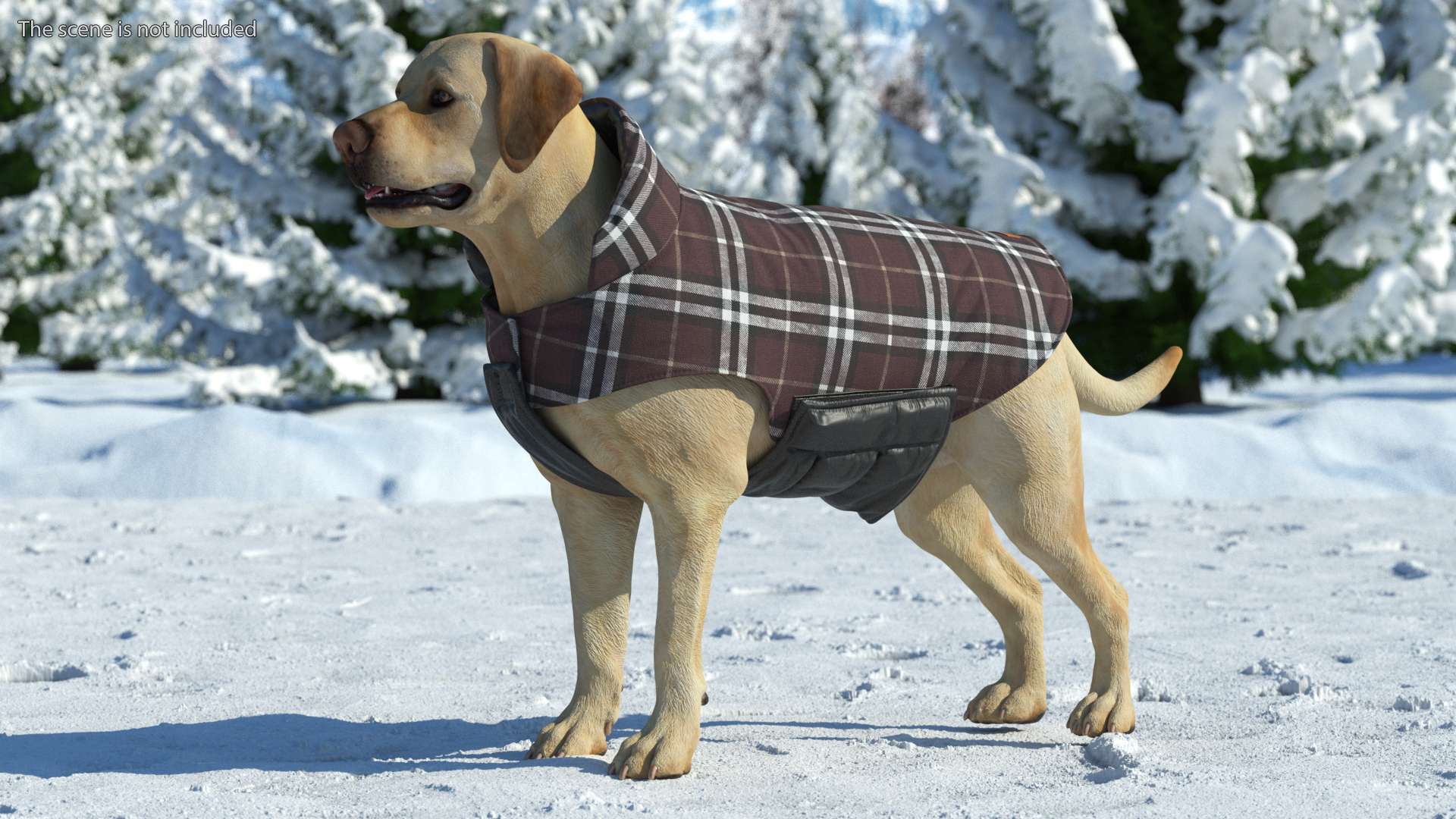 Labrador Wearing Brown Coat 3D