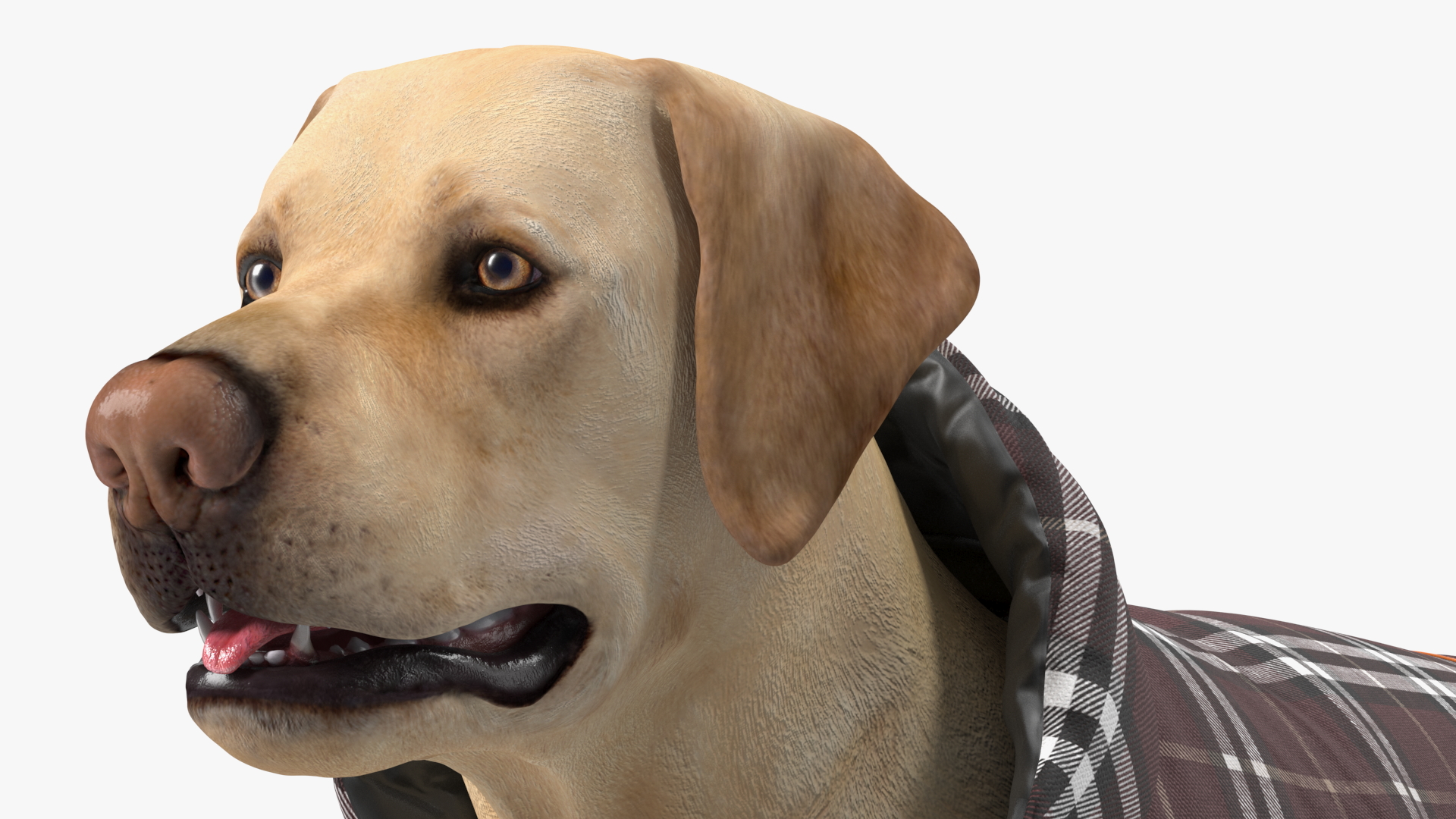 Labrador Wearing Brown Coat 3D