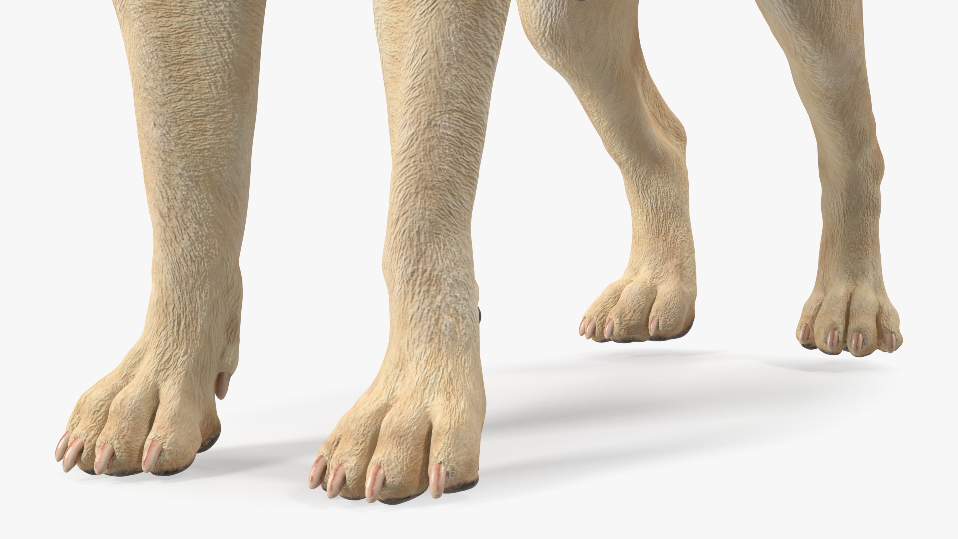 Labrador Wearing Brown Coat 3D