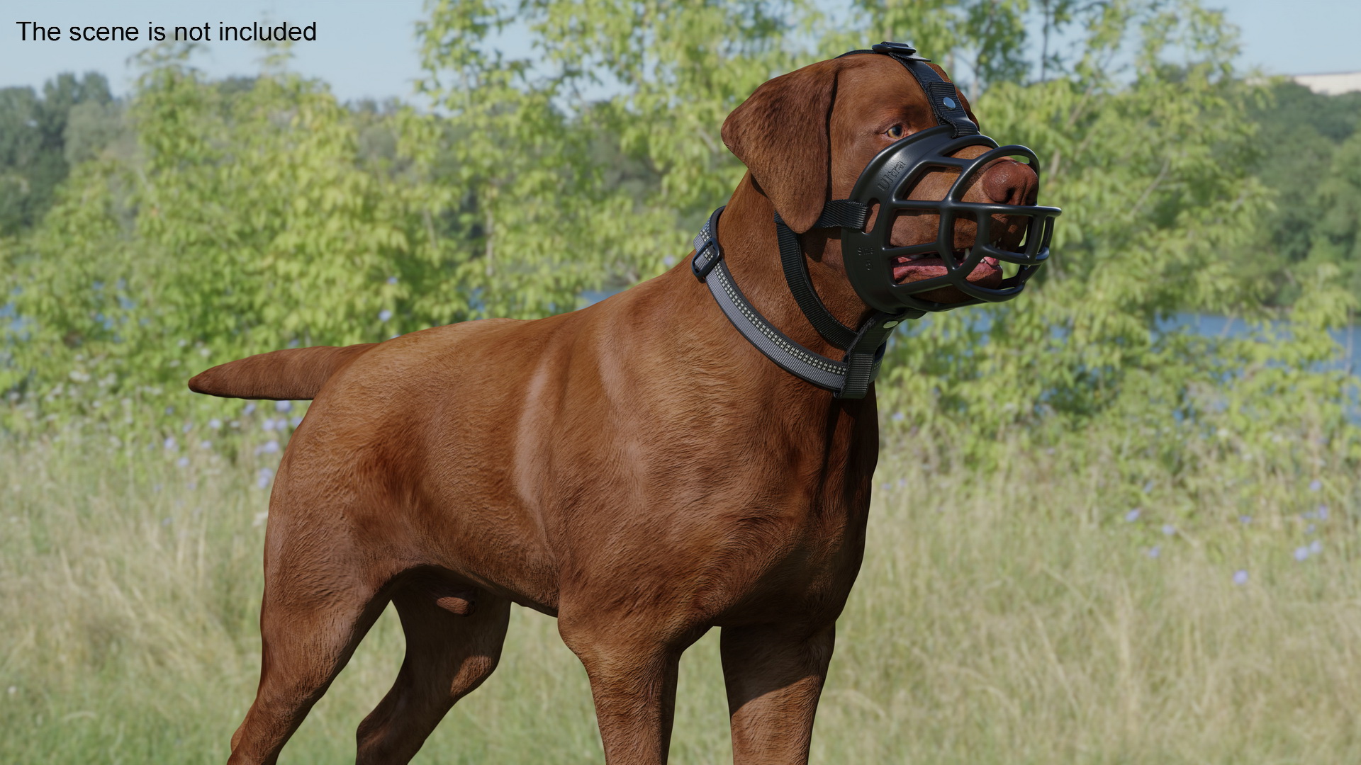 Brown Labrador Wearing Muzzle 3D model
