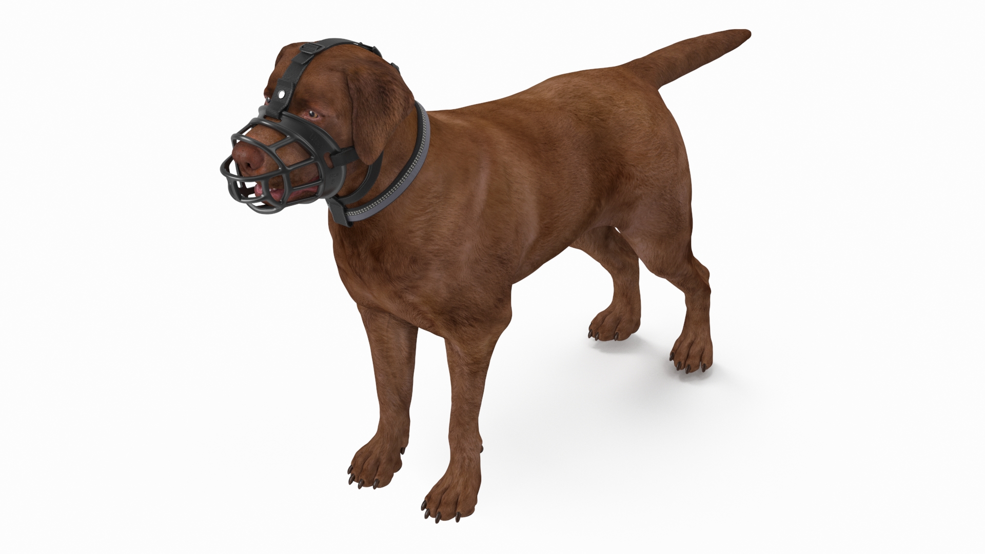 Brown Labrador Wearing Muzzle 3D model