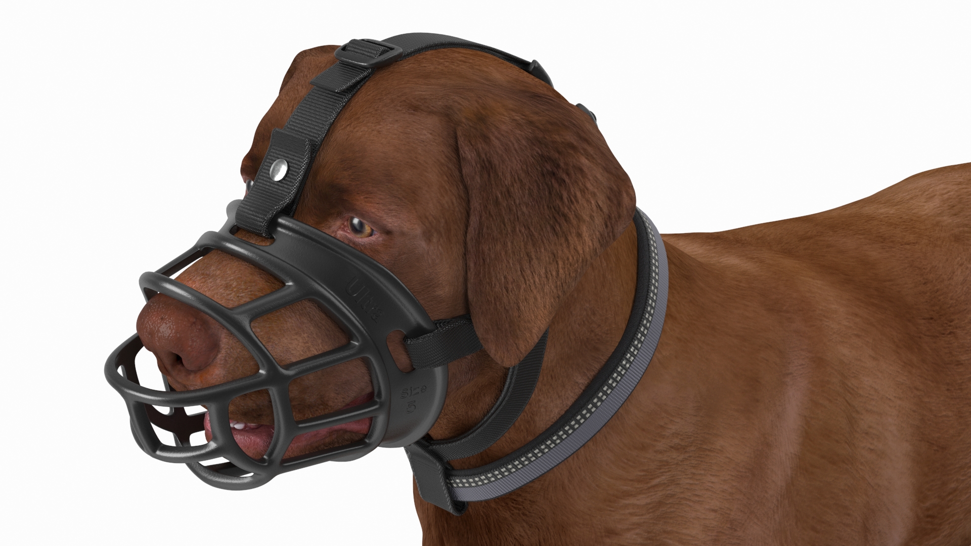 Brown Labrador Wearing Muzzle 3D model