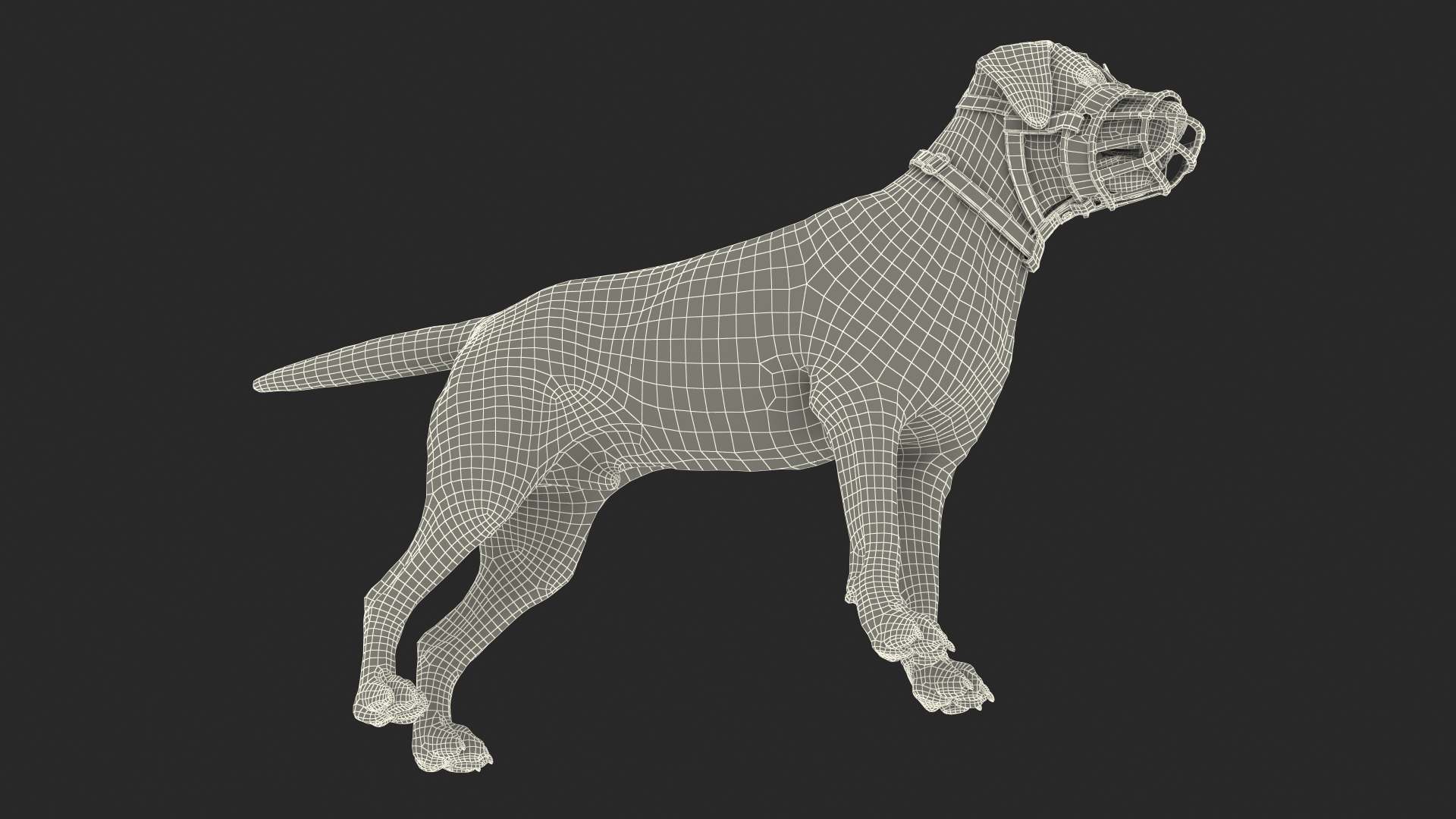 Brown Labrador Wearing Muzzle 3D model