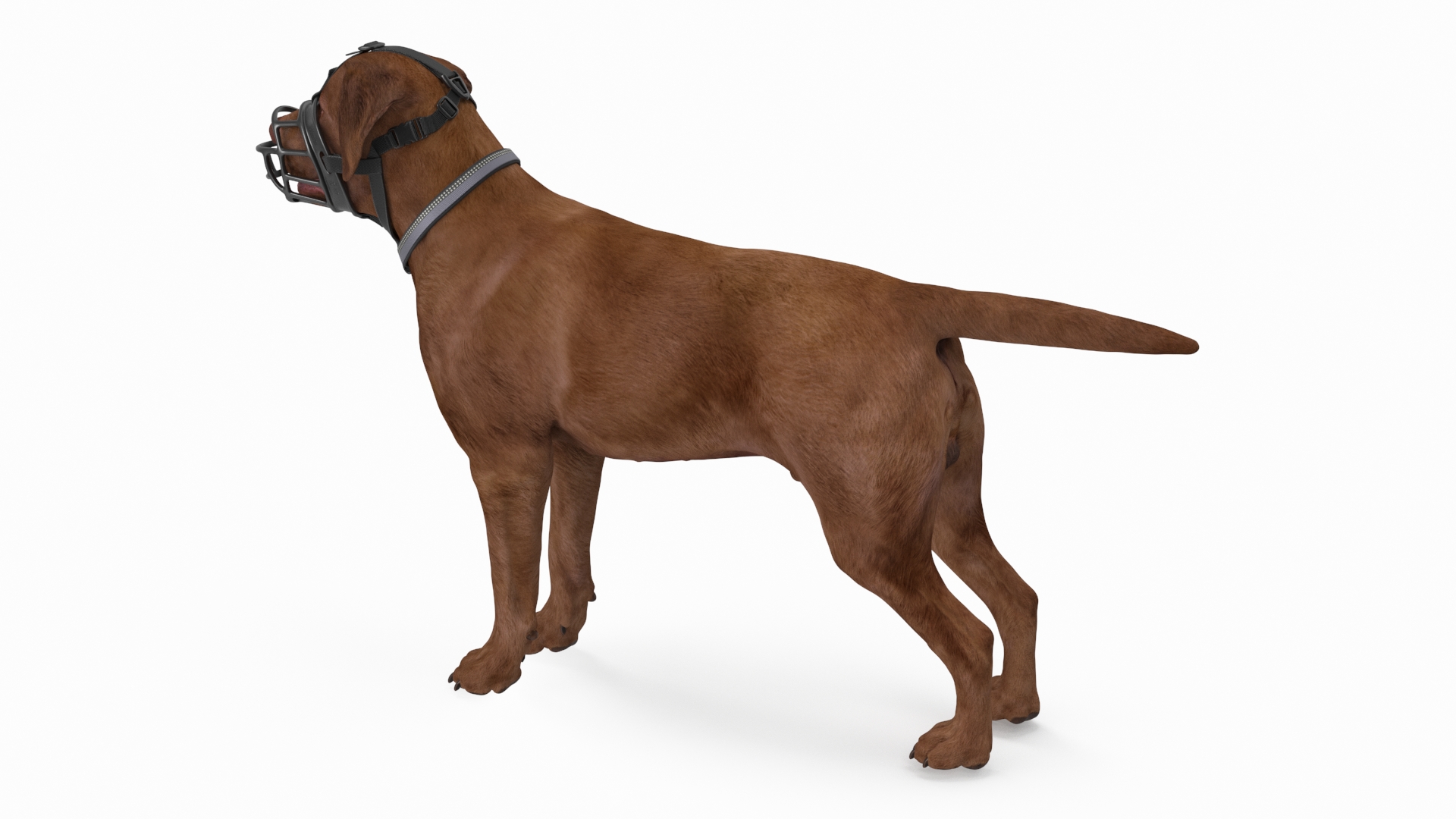 Brown Labrador Wearing Muzzle 3D model