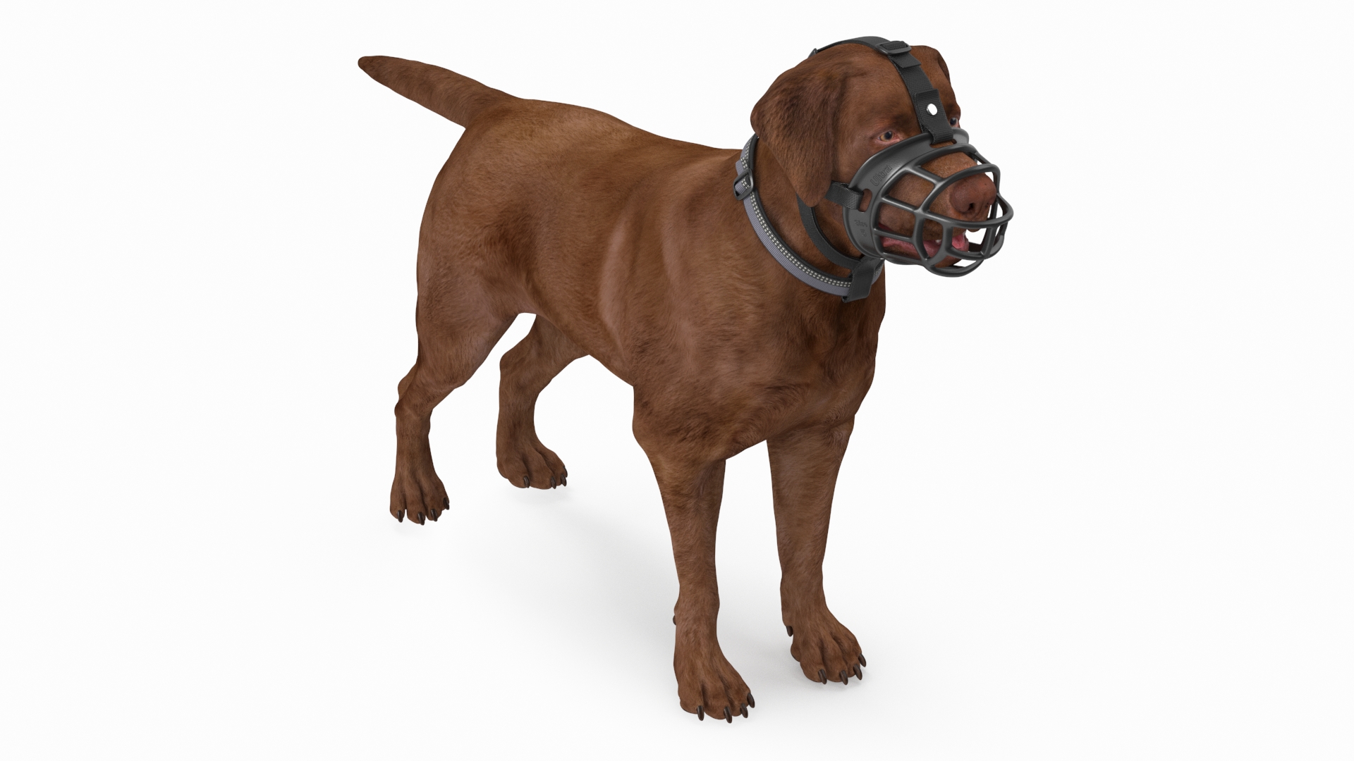 Brown Labrador Wearing Muzzle 3D model