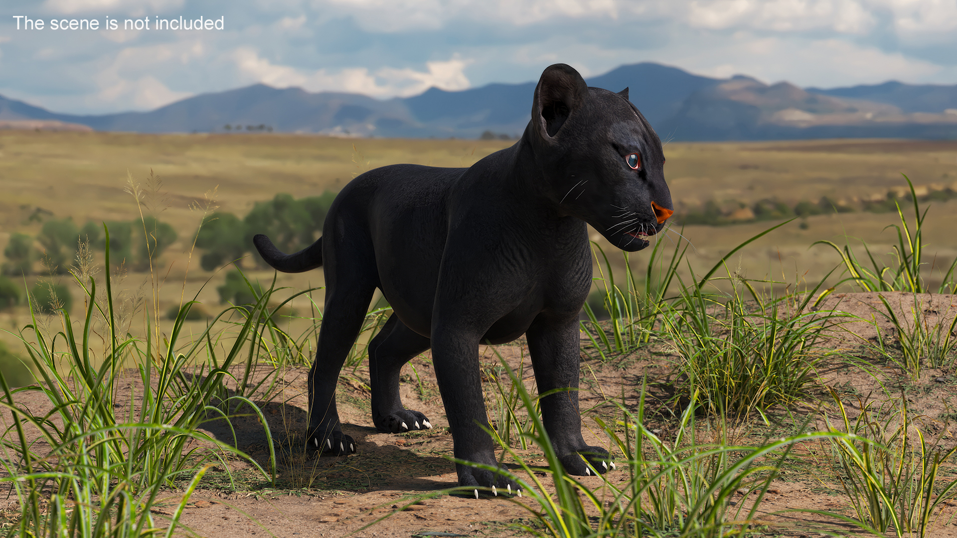 Baby Black Panther Cub 3D