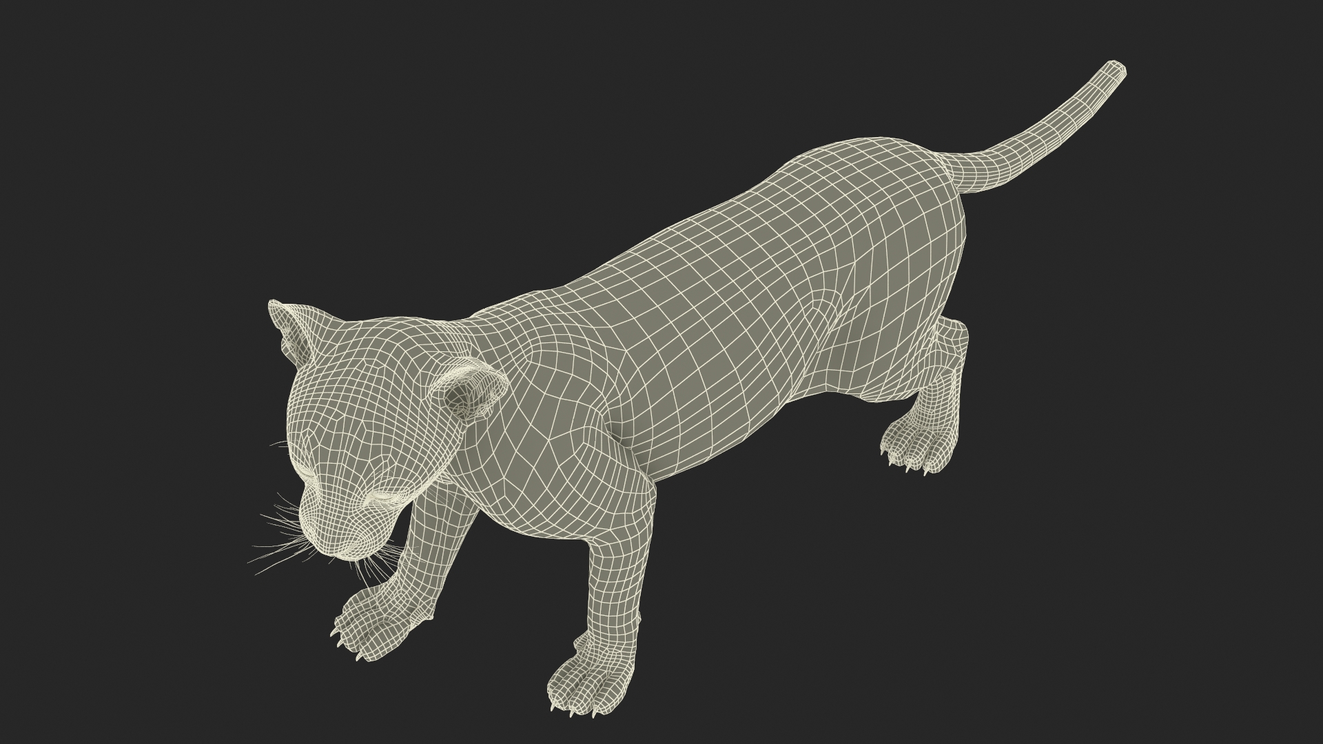 Baby Black Panther Cub 3D