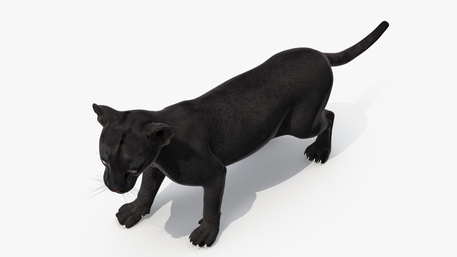 Baby Black Panther Cub 3D