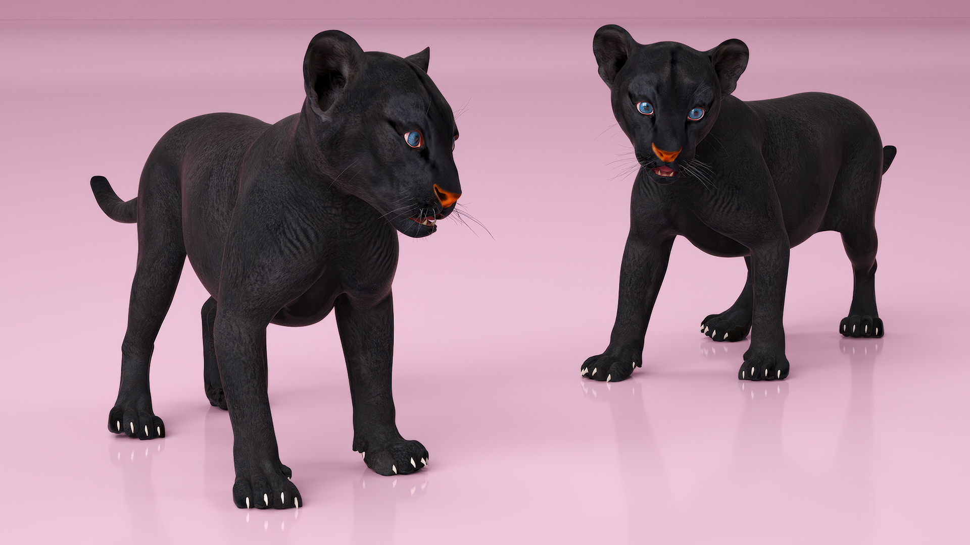 Baby Black Panther Cub 3D