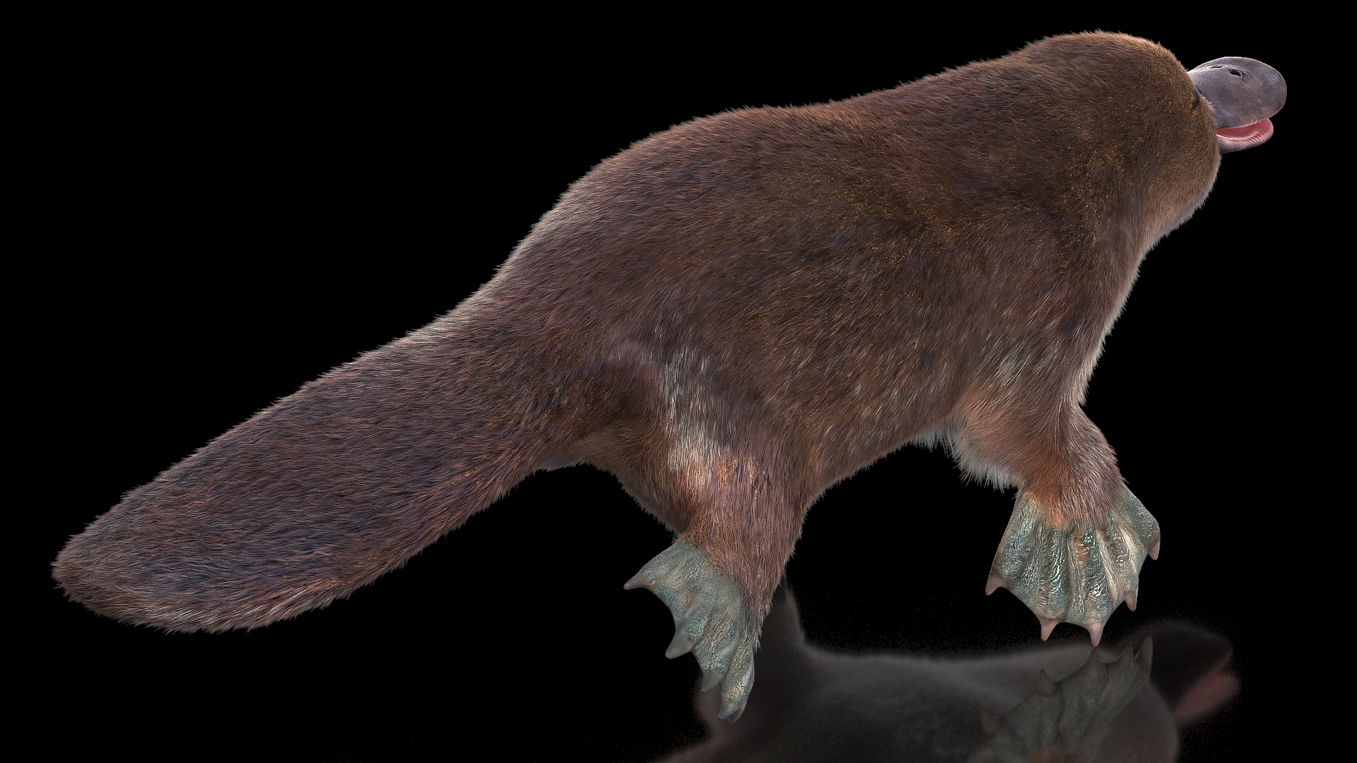 Platypus Fur 3D