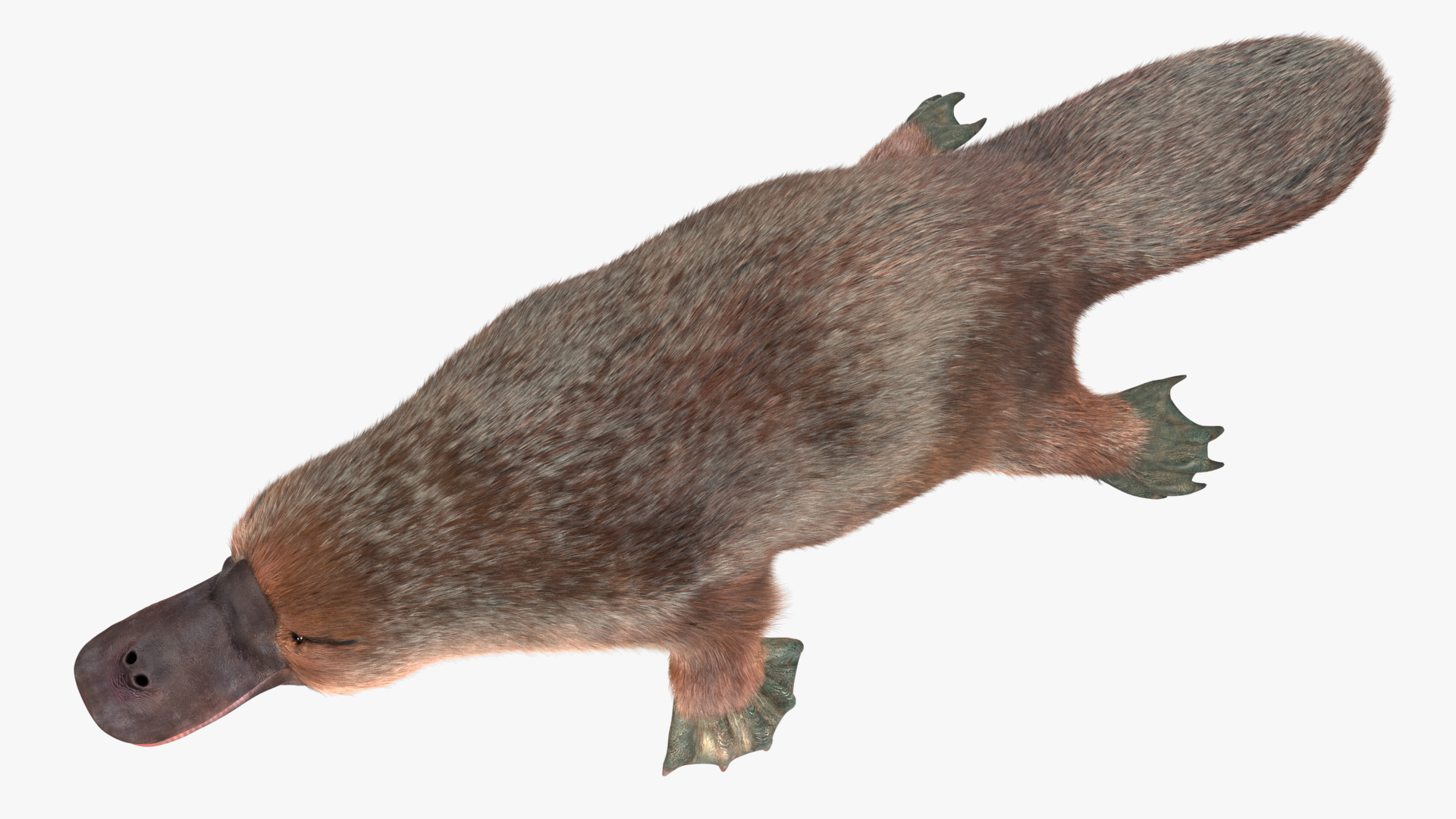 Platypus Fur 3D