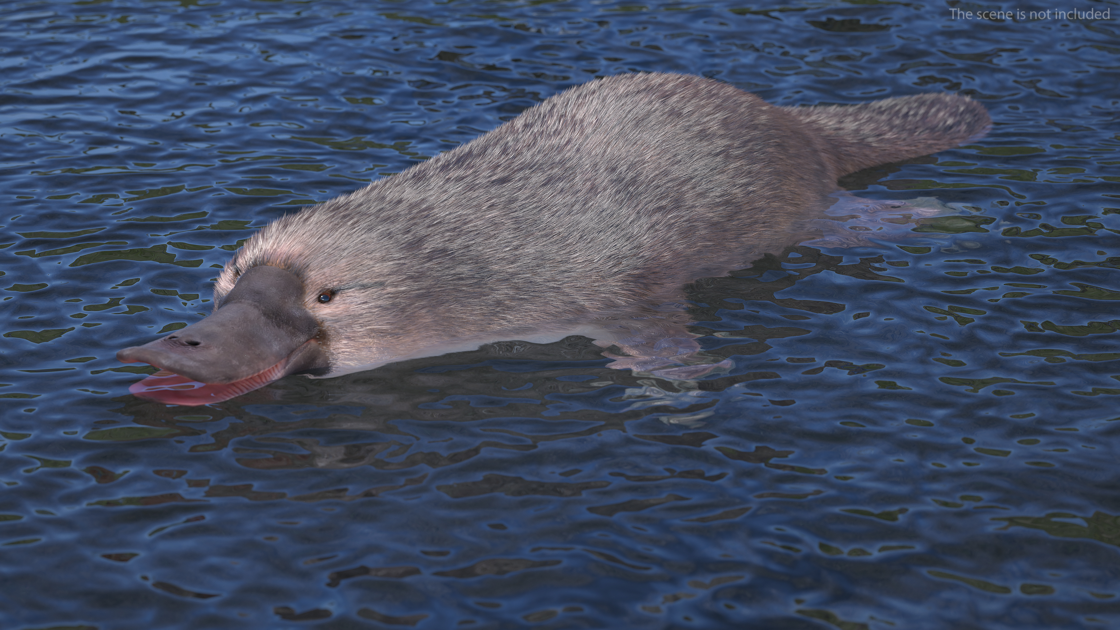 Platypus Fur 3D