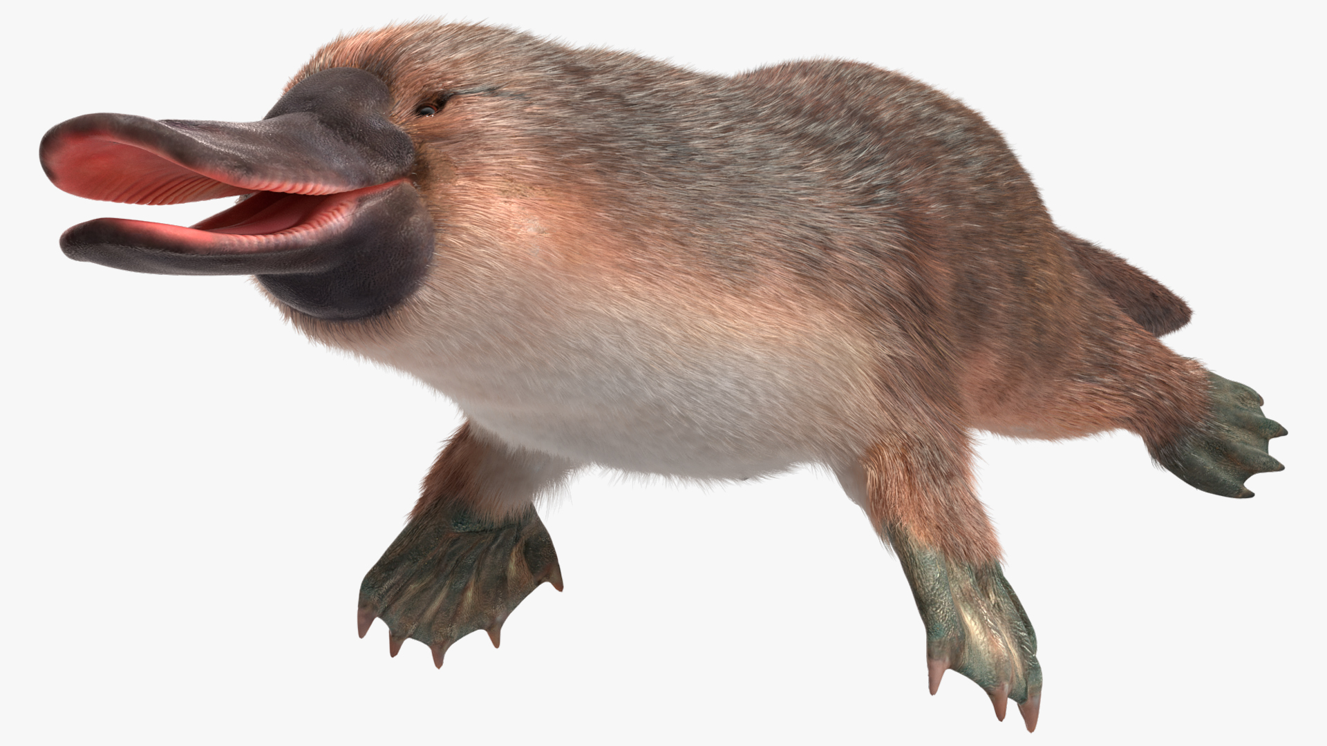 Platypus Fur 3D