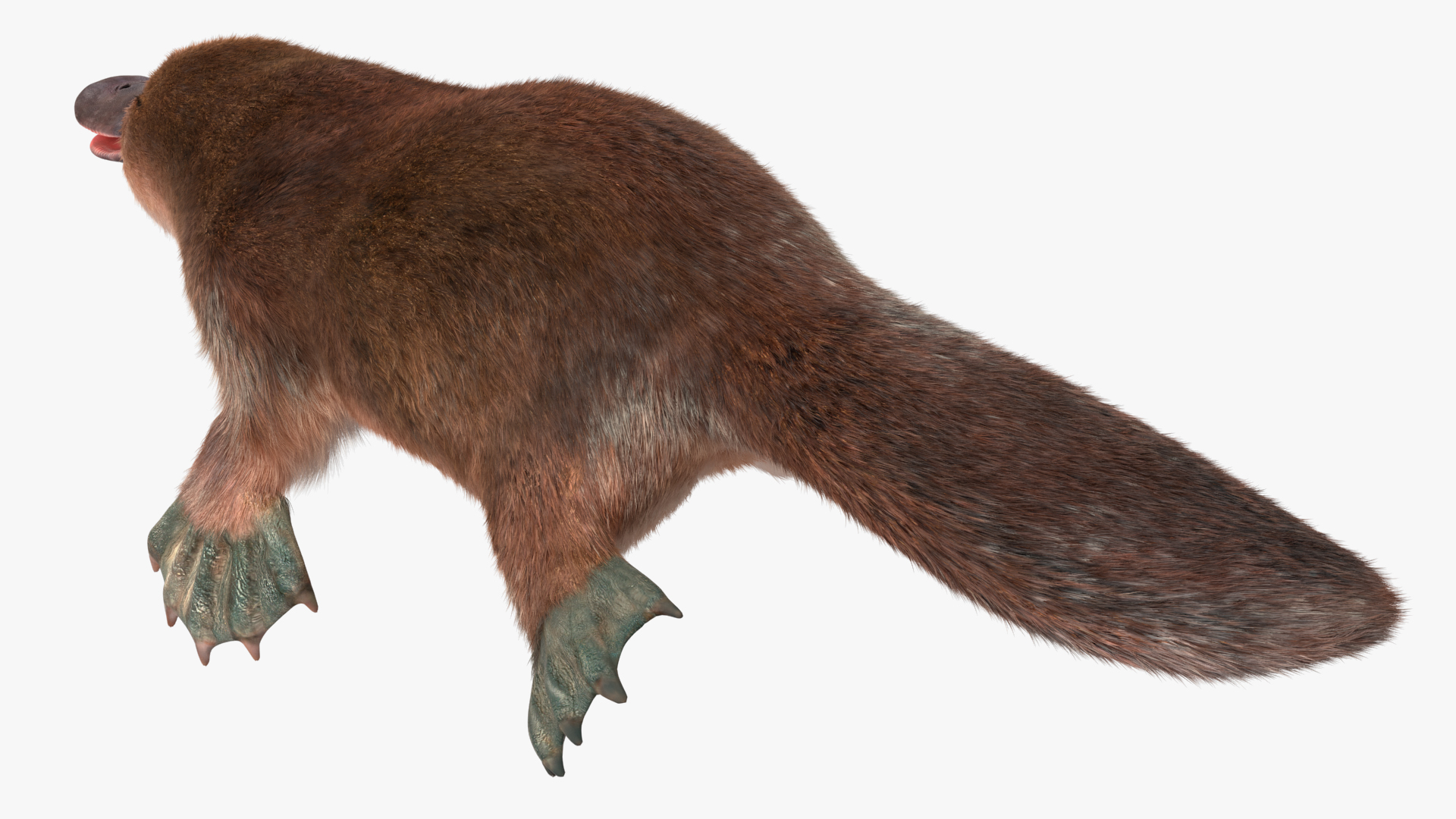 Platypus Fur 3D