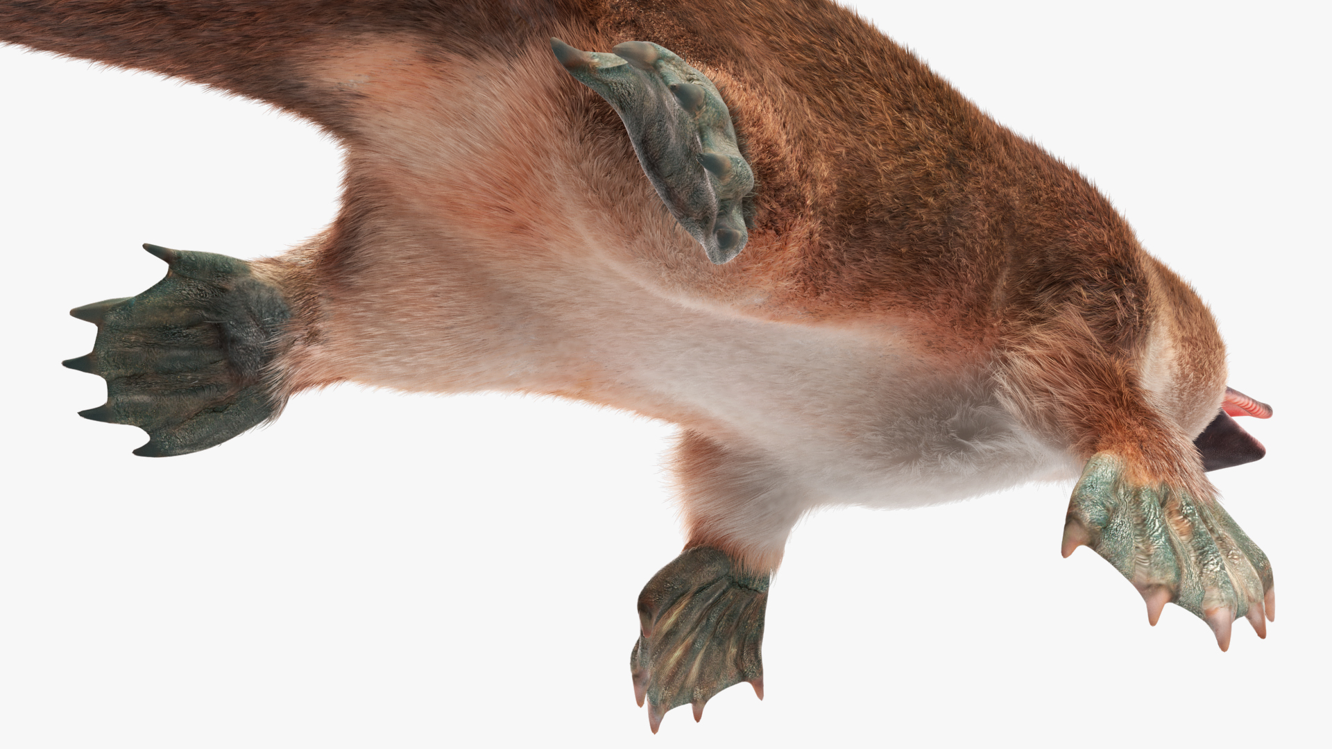 Platypus Fur 3D