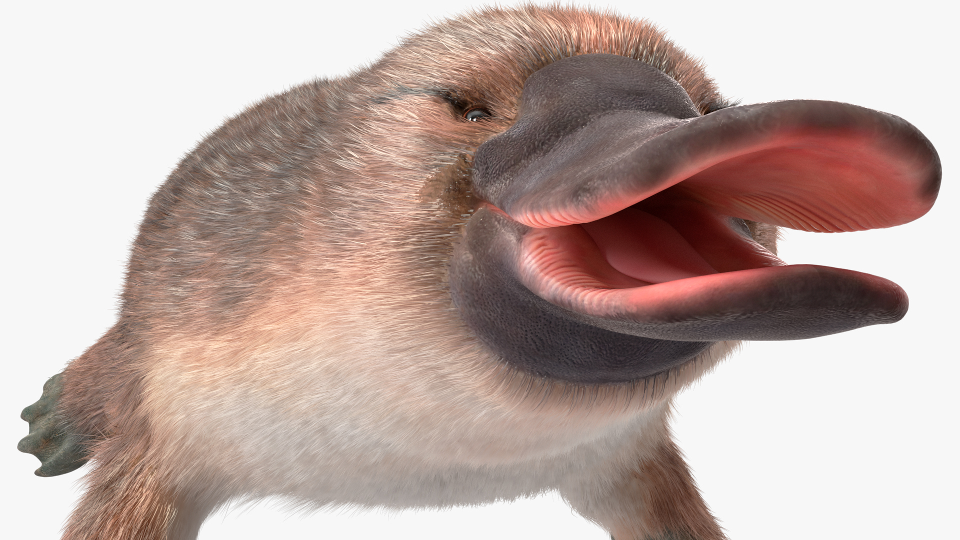 Platypus Fur 3D