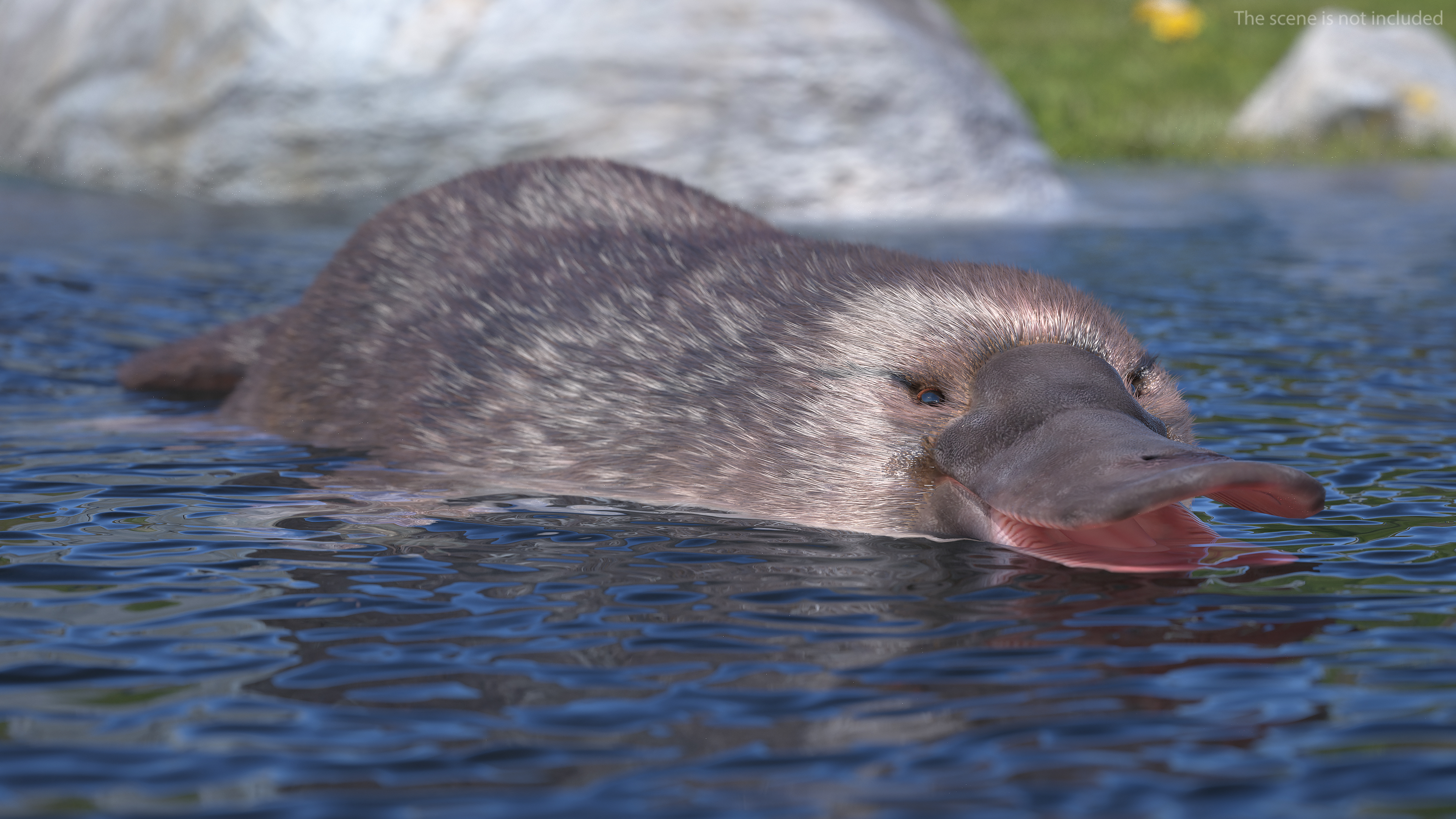 Platypus Fur 3D