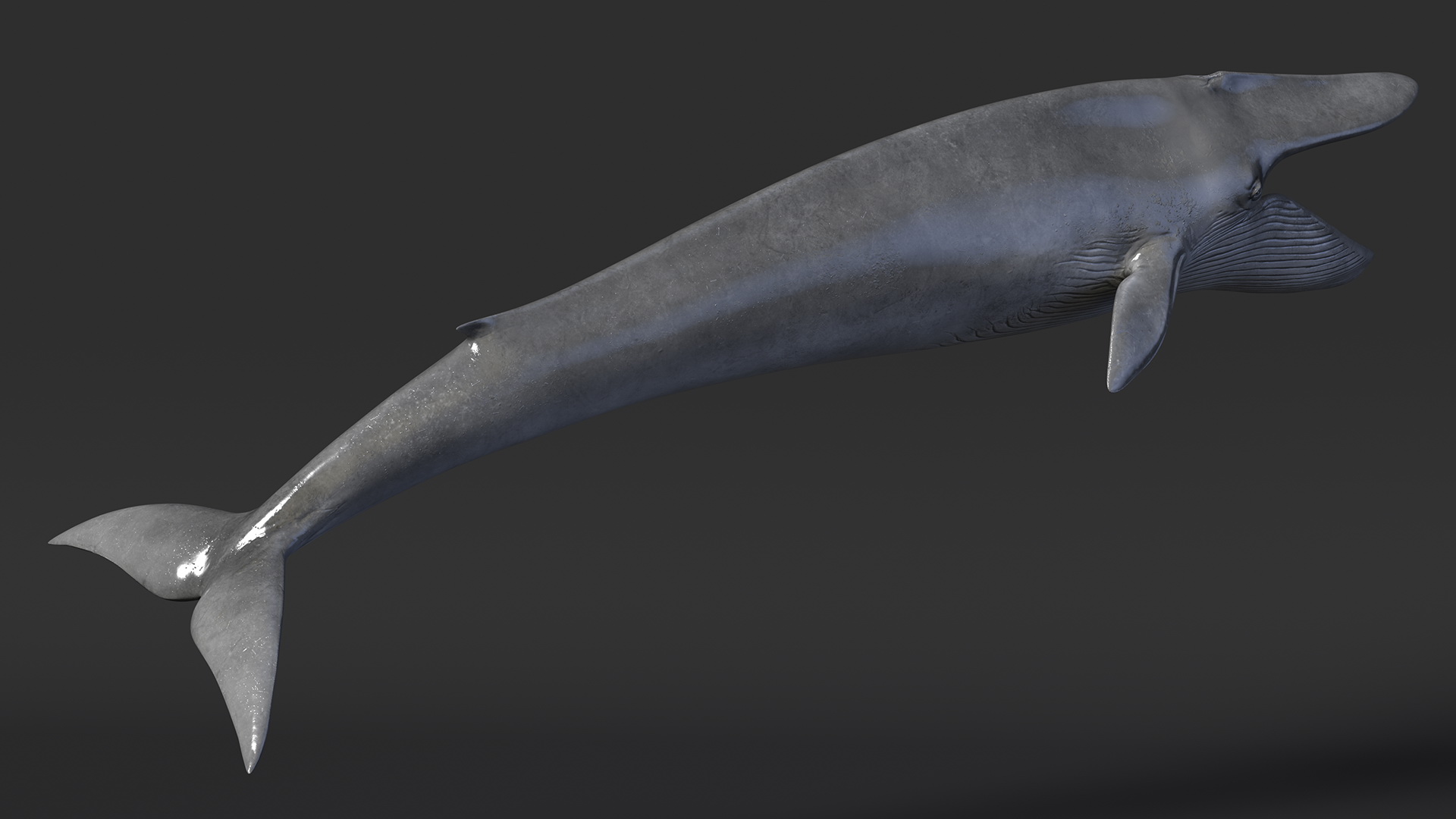 3D Blue Whale Fur Rigged