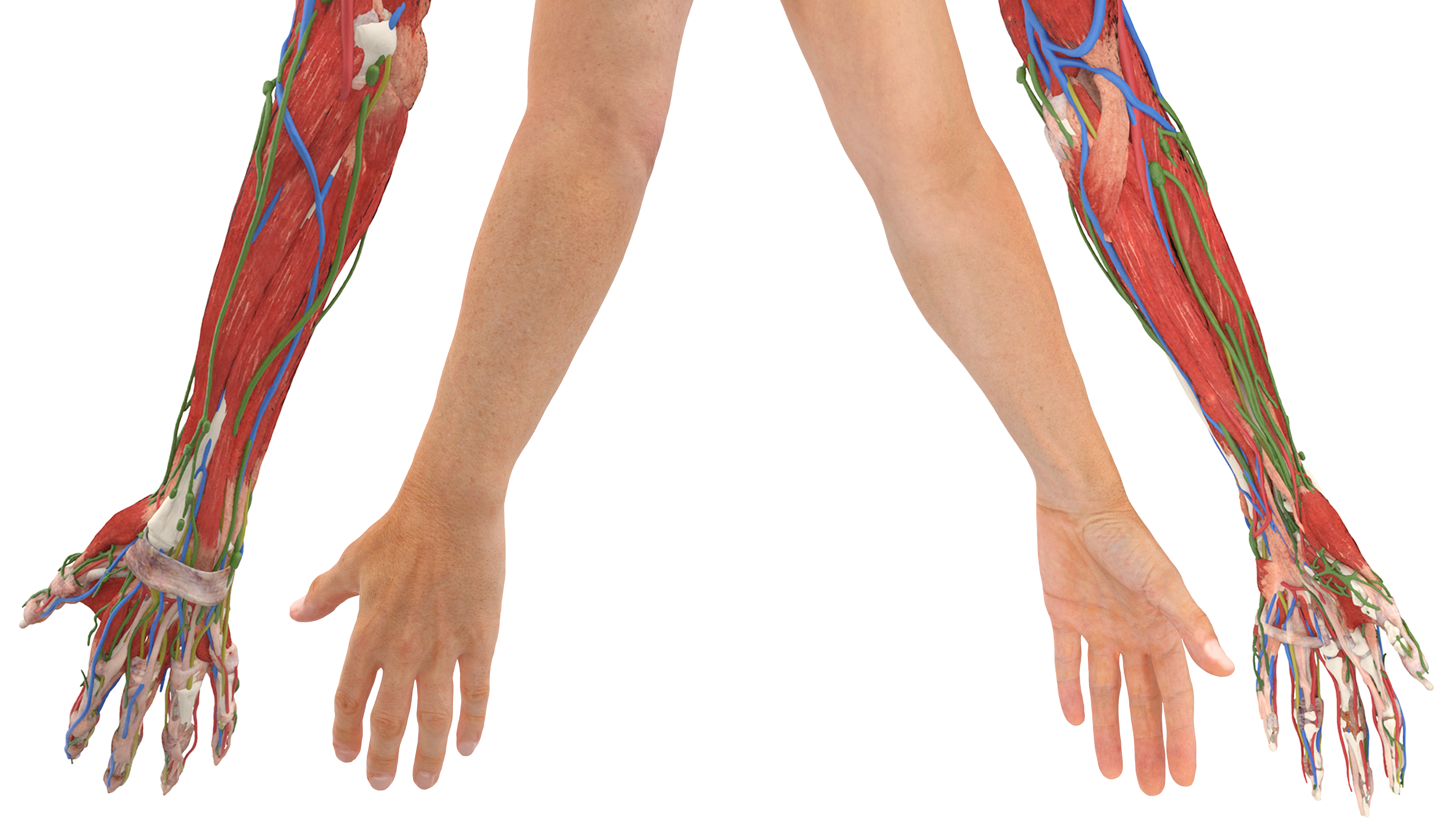 3D Arm Realistic Male Anatomy