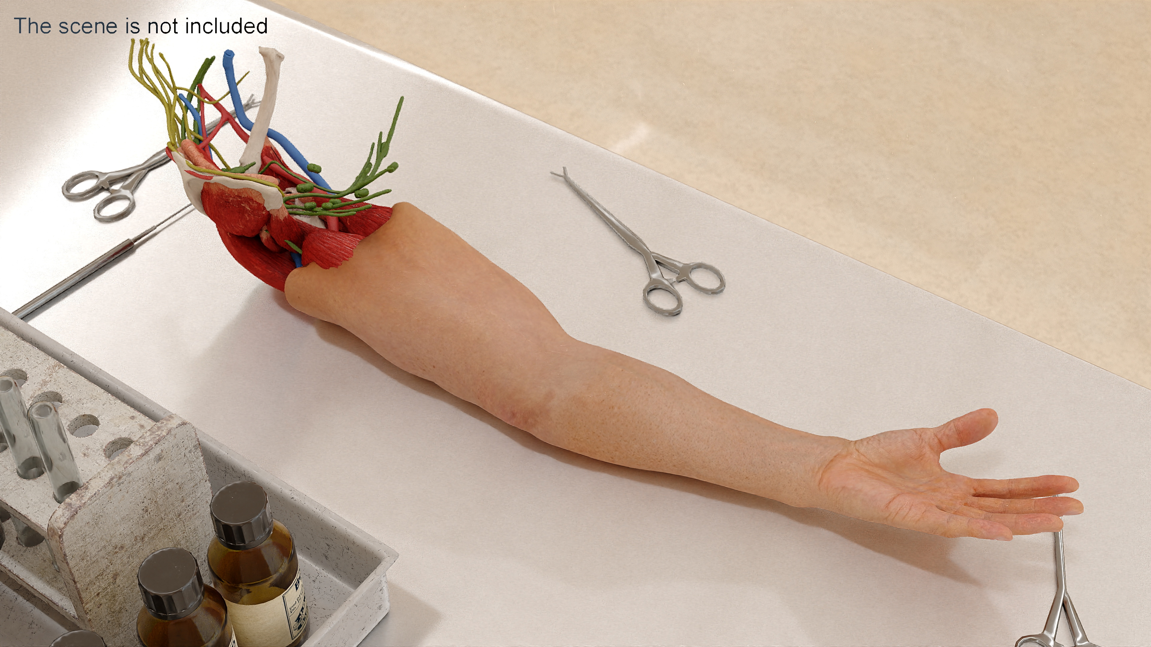 3D Arm Realistic Male Anatomy