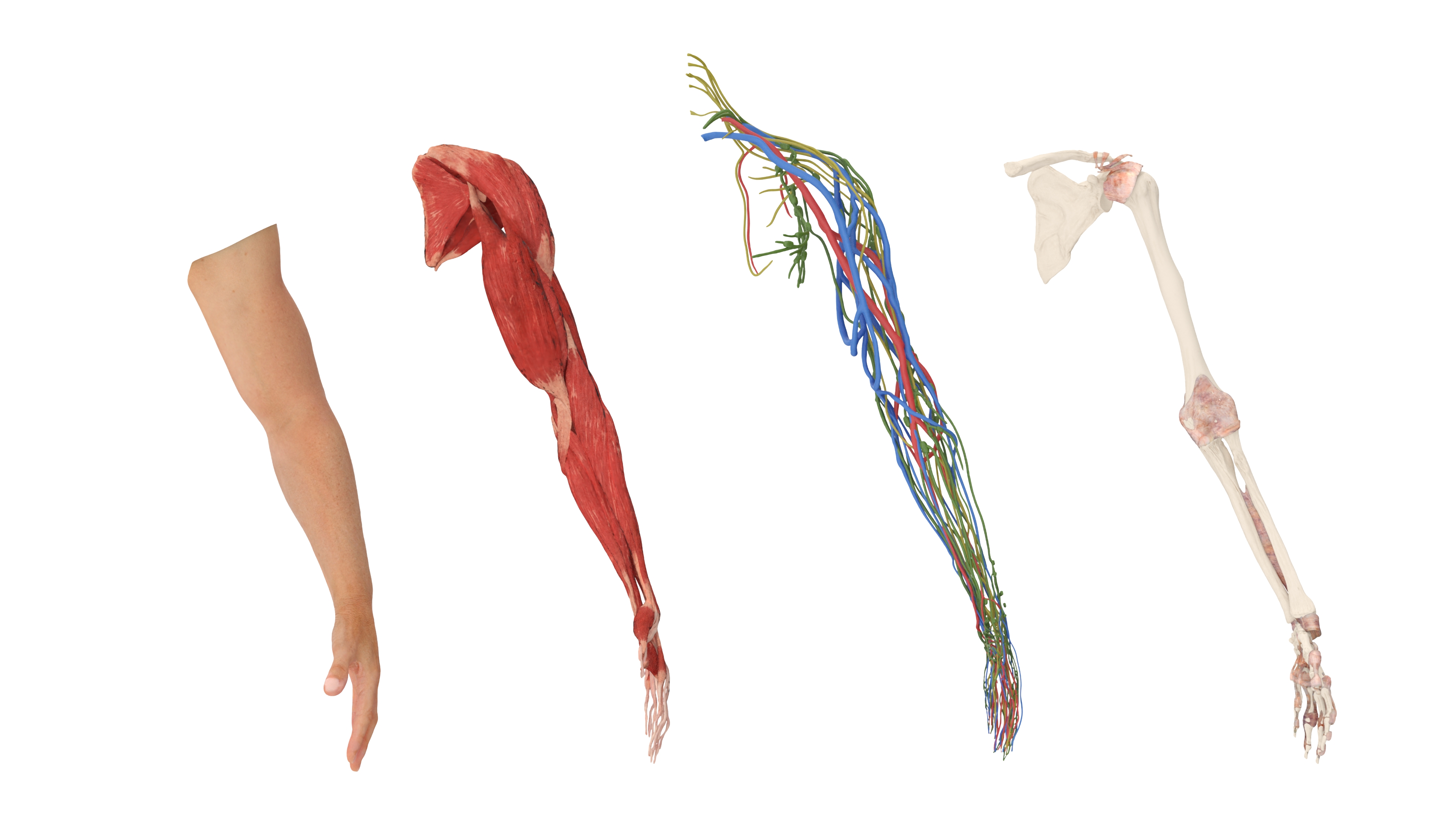 3D Arm Realistic Male Anatomy