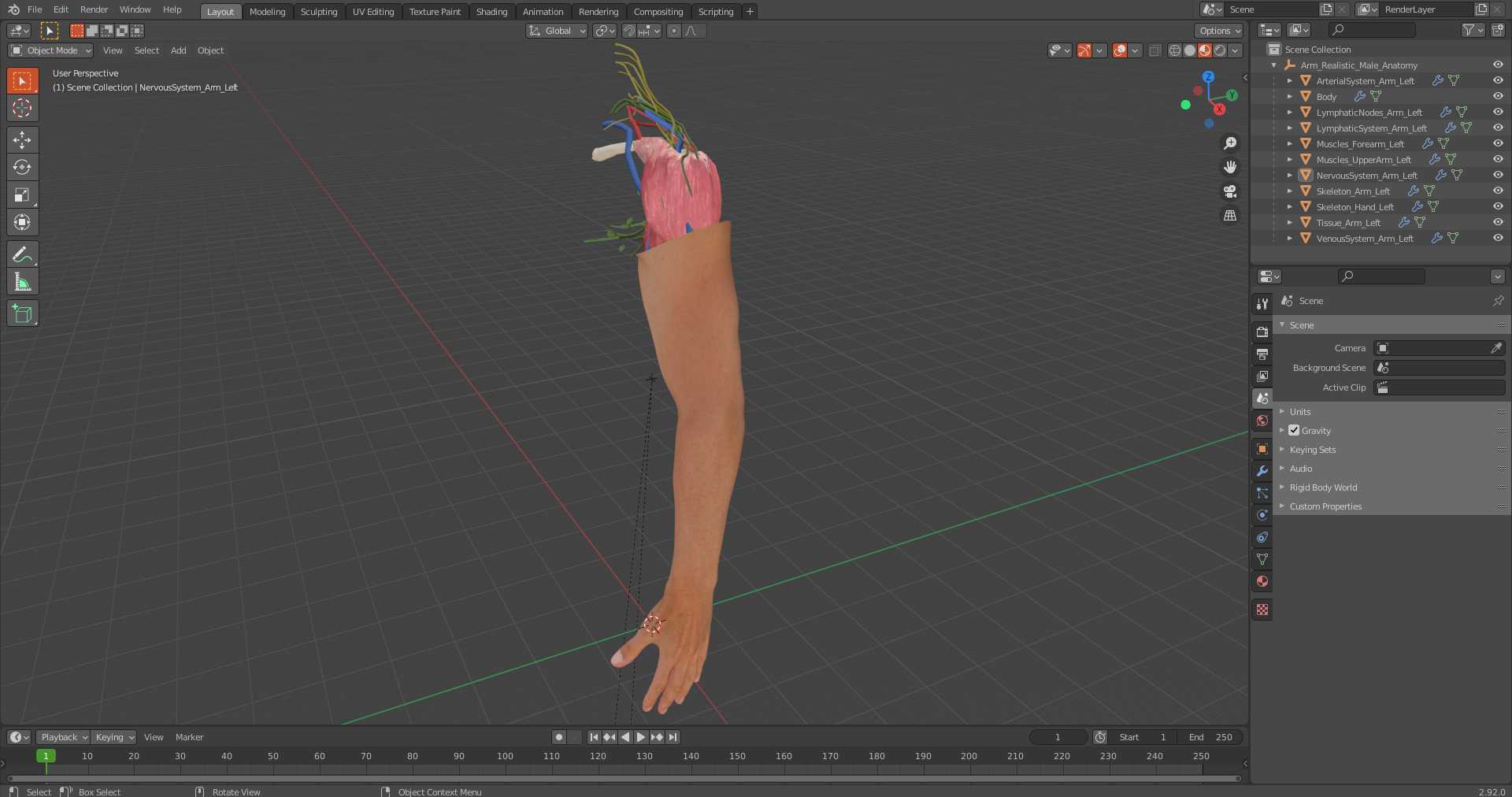 3D Arm Realistic Male Anatomy
