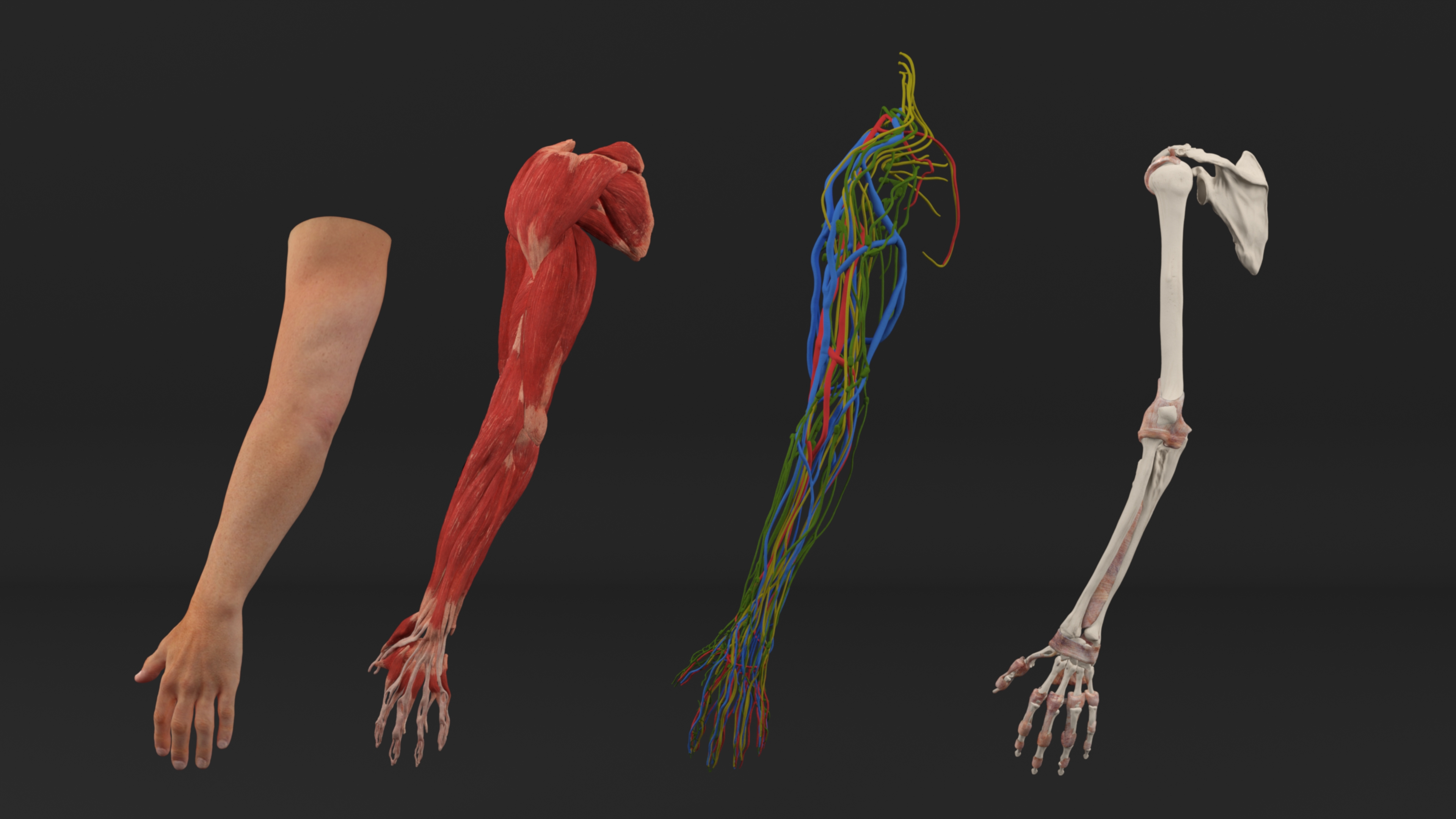 3D Arm Realistic Male Anatomy